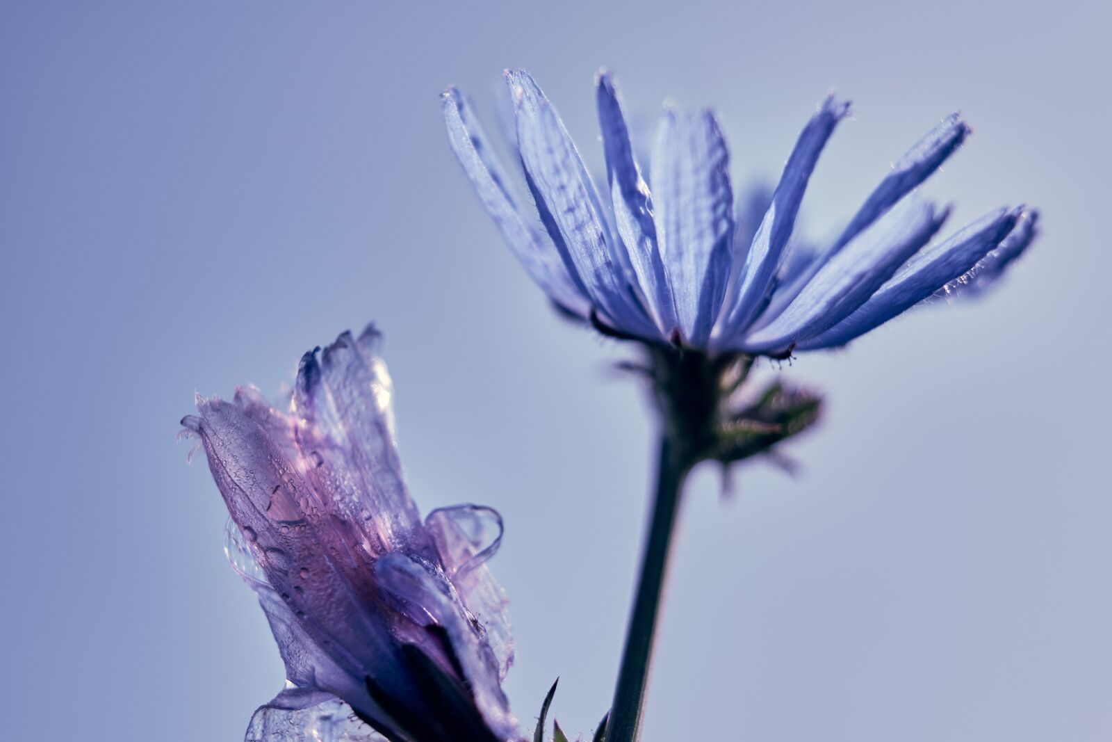 Fujifilm XF 18-55mm F2.8-4 R LM OIS sample photo. Cornflower, bud, dew photography