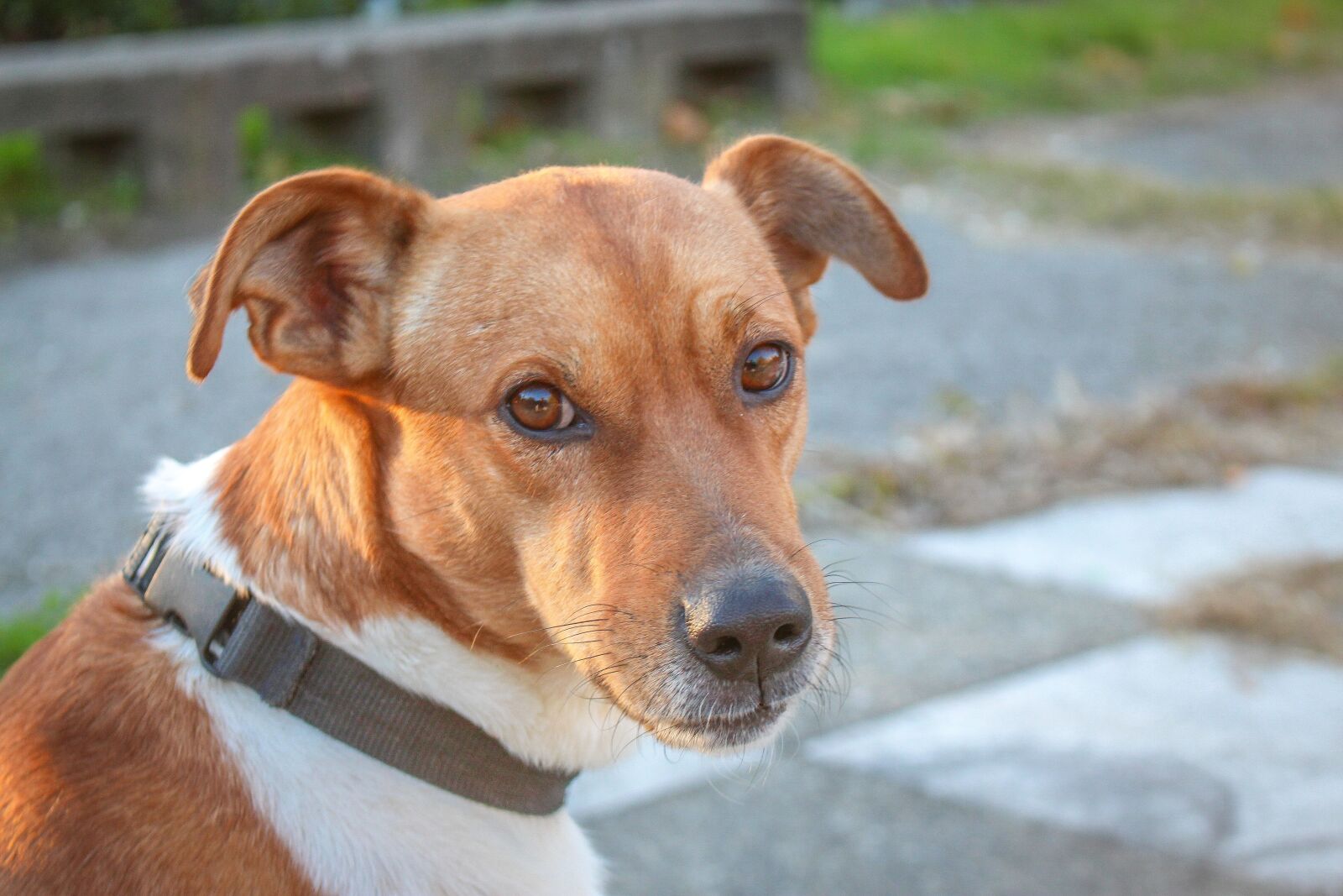 Canon EOS 700D (EOS Rebel T5i / EOS Kiss X7i) sample photo. Dog, puppy, pet photography