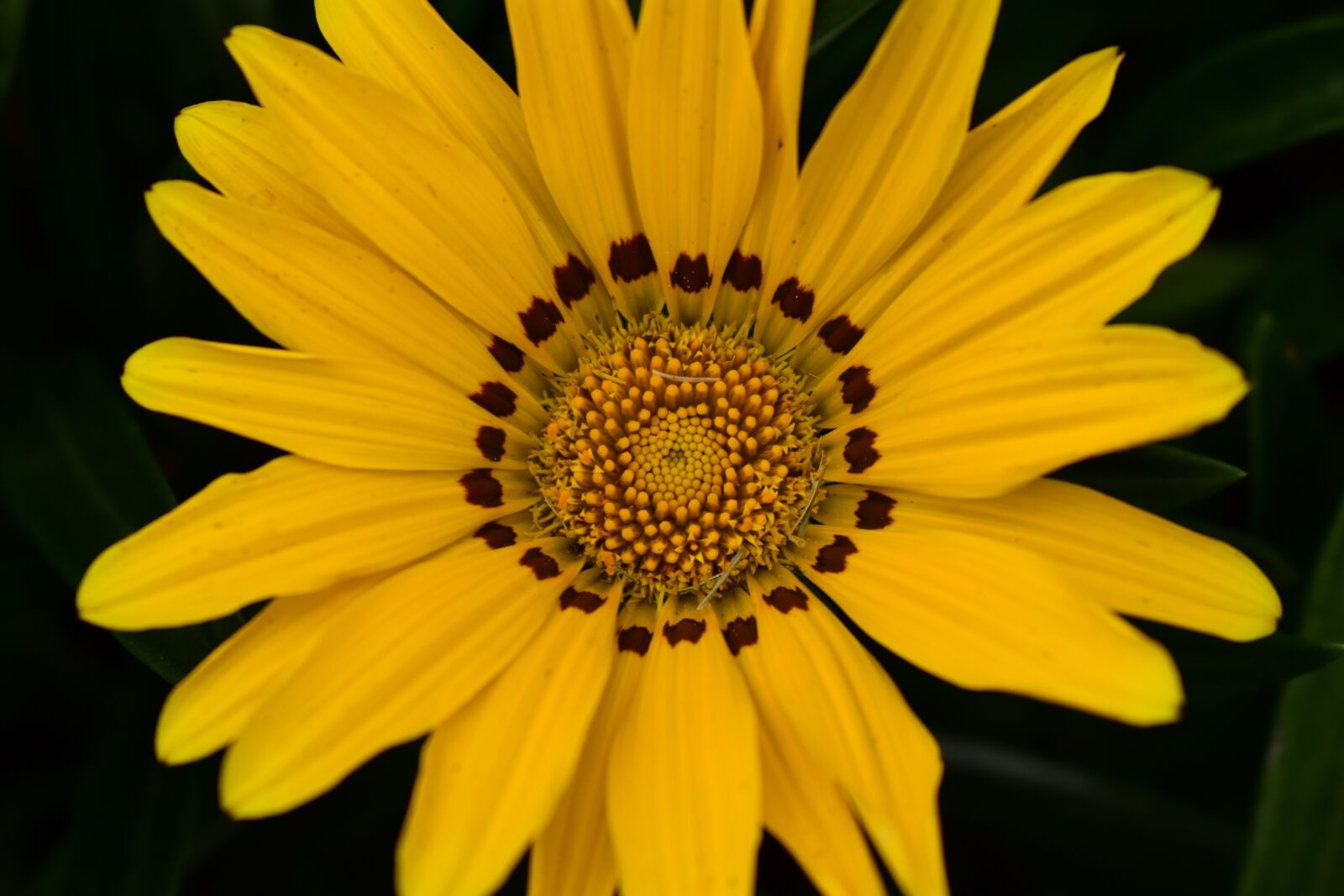 Nikon D3400 sample photo. Nature, plant, flower photography