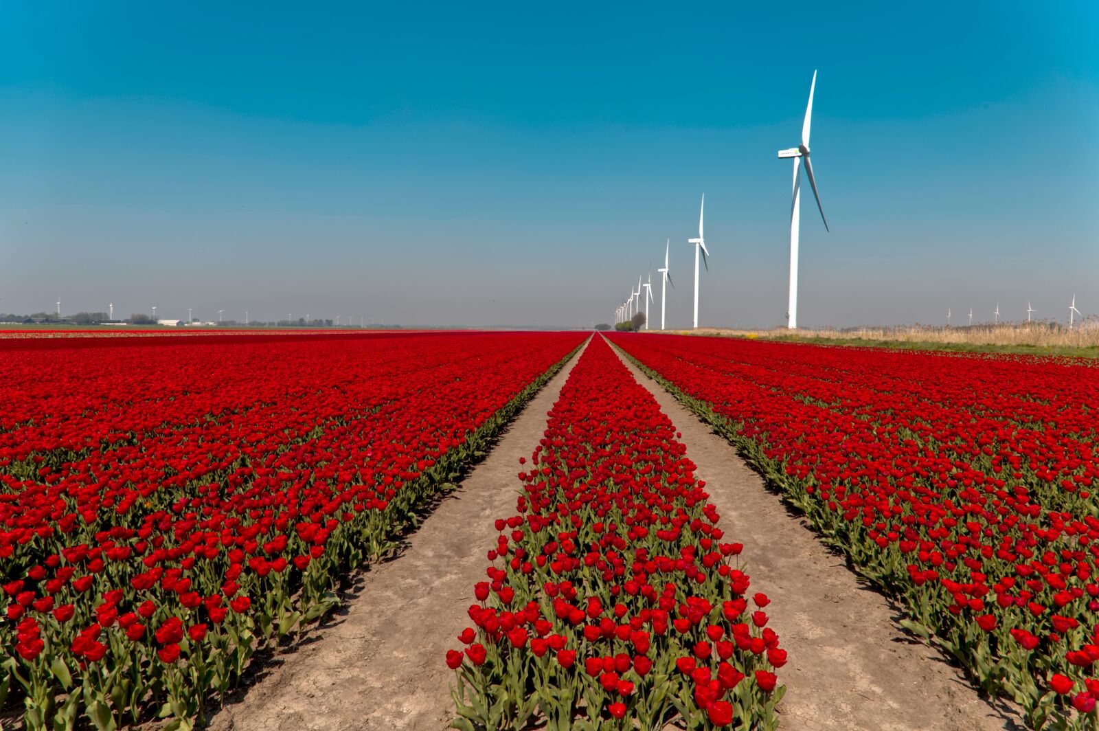 Canon EOS 6D + Canon EF 24-105mm F4L IS USM sample photo. Bulb fields, tulips, bulb photography