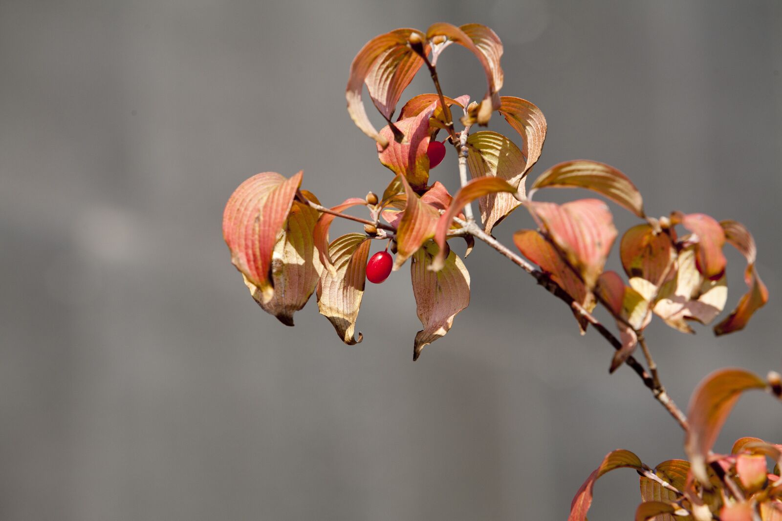 Canon EOS 5D sample photo. Autumn leaves, autumn, leaves photography