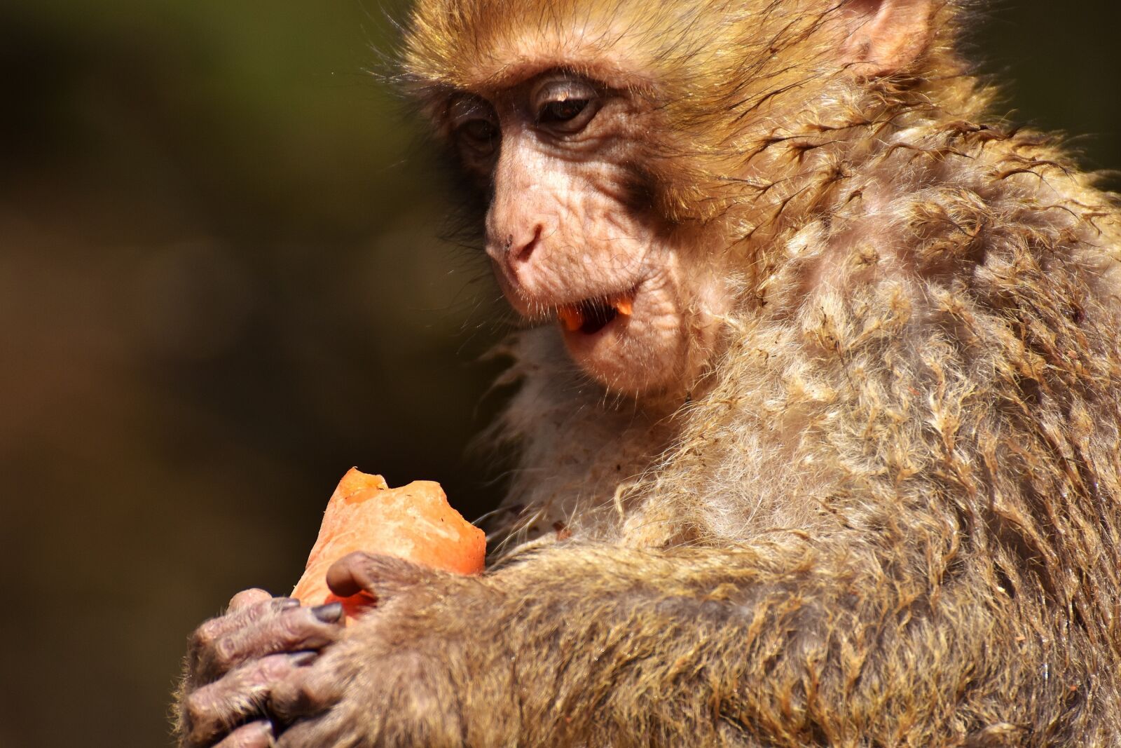Nikon D7200 sample photo. Barbary ape, endangered species photography