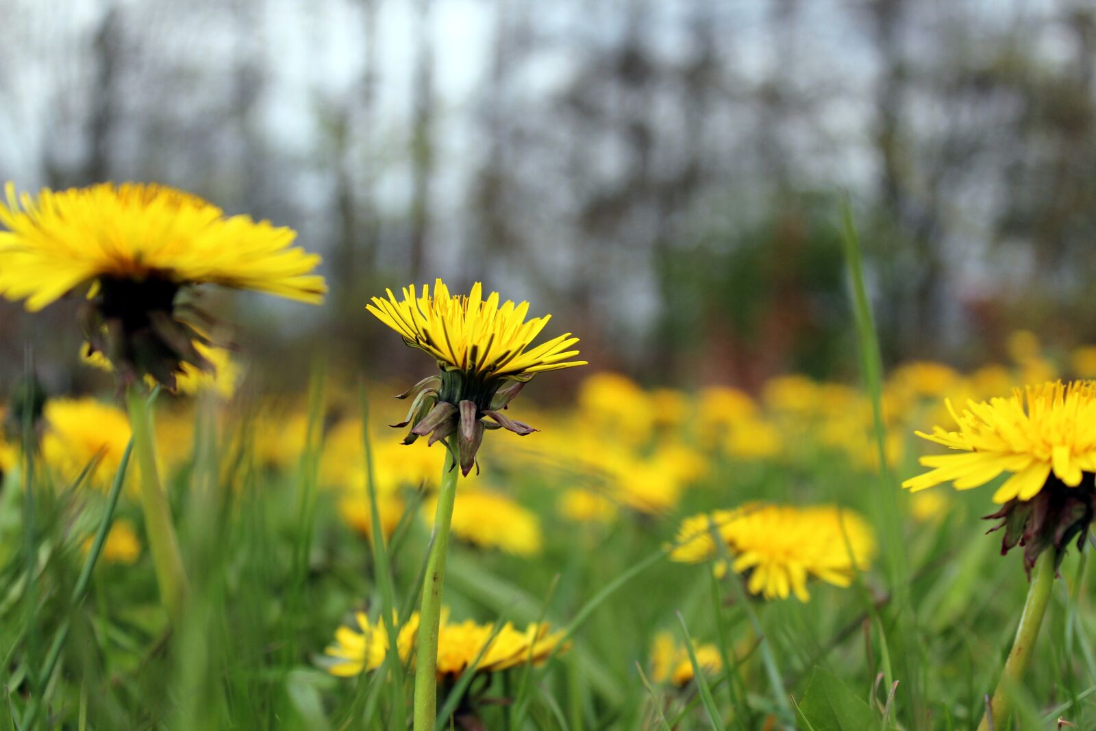 Canon EOS 600D (Rebel EOS T3i / EOS Kiss X5) sample photo. Dandelions, nature, spring photography