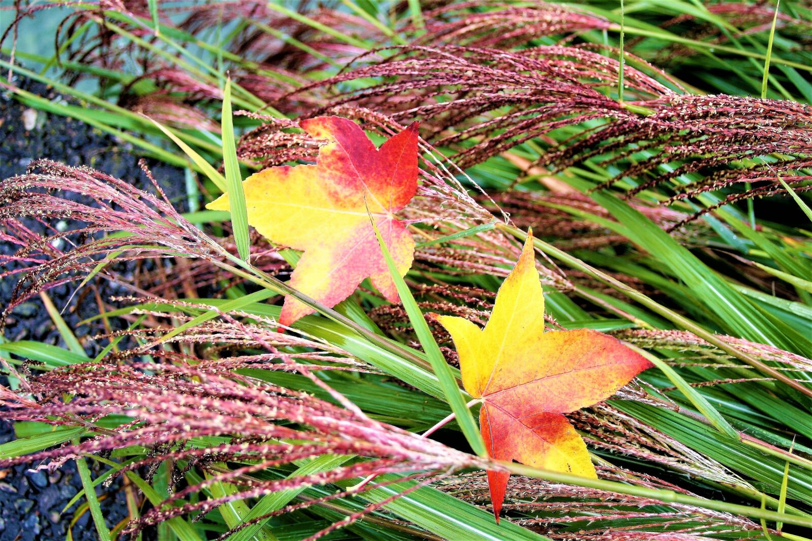 Canon EOS 400D (EOS Digital Rebel XTi / EOS Kiss Digital X) sample photo. Grass, para, wet photography
