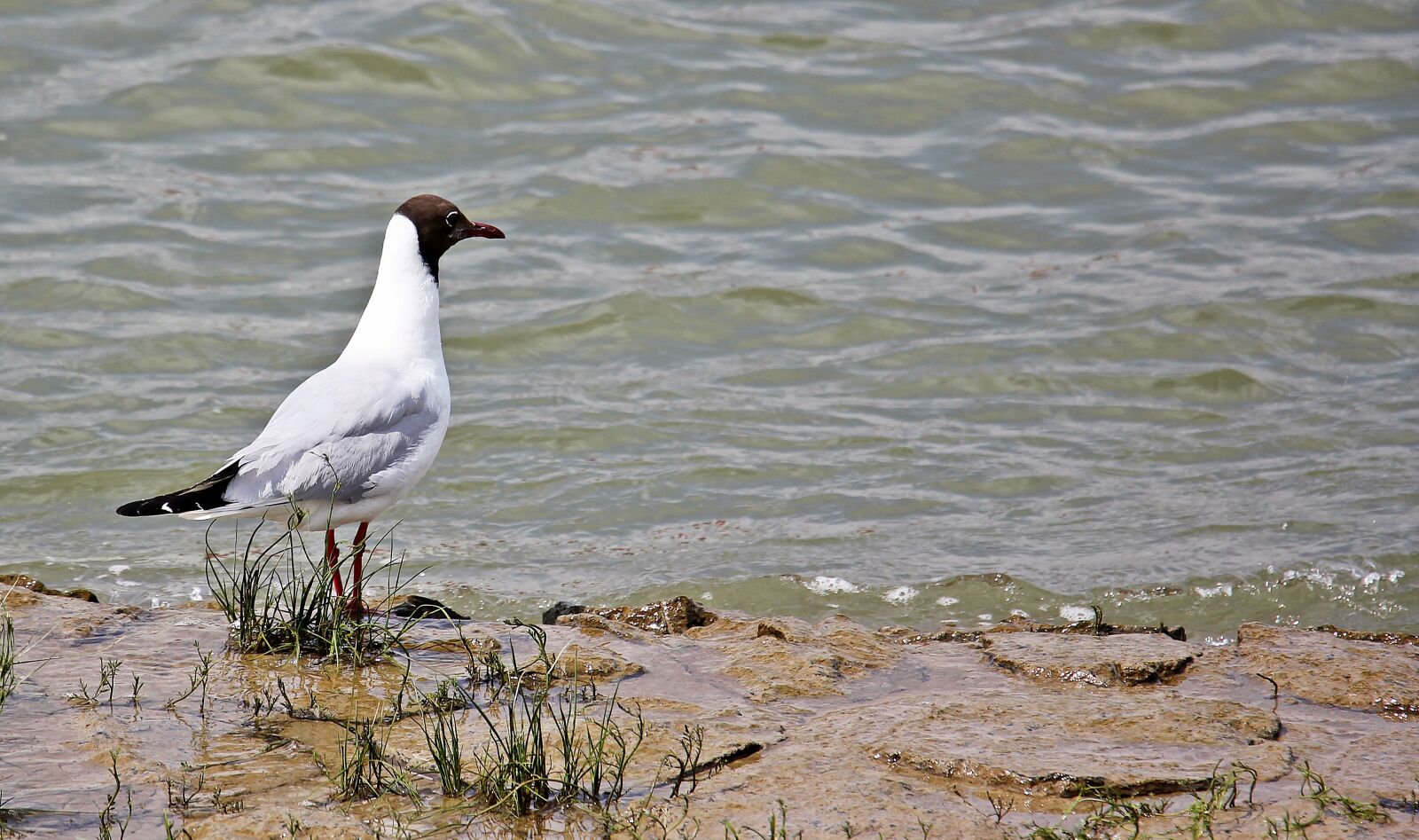 Canon EOS 550D (EOS Rebel T2i / EOS Kiss X4) sample photo. Seagull, bird, glider pilot photography