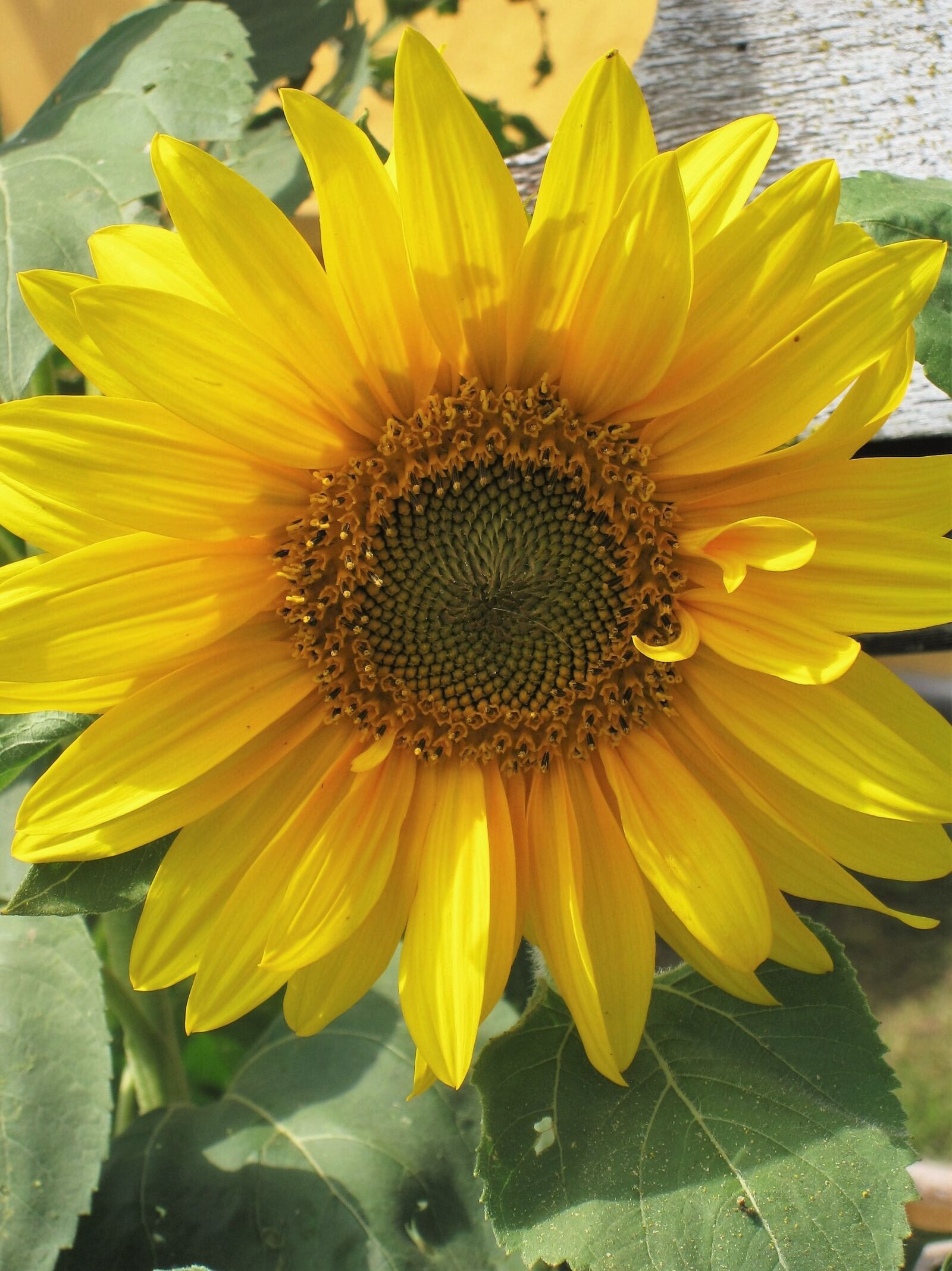 Canon DIGITAL IXUS 860 IS sample photo. Sunflower, flower of summer photography