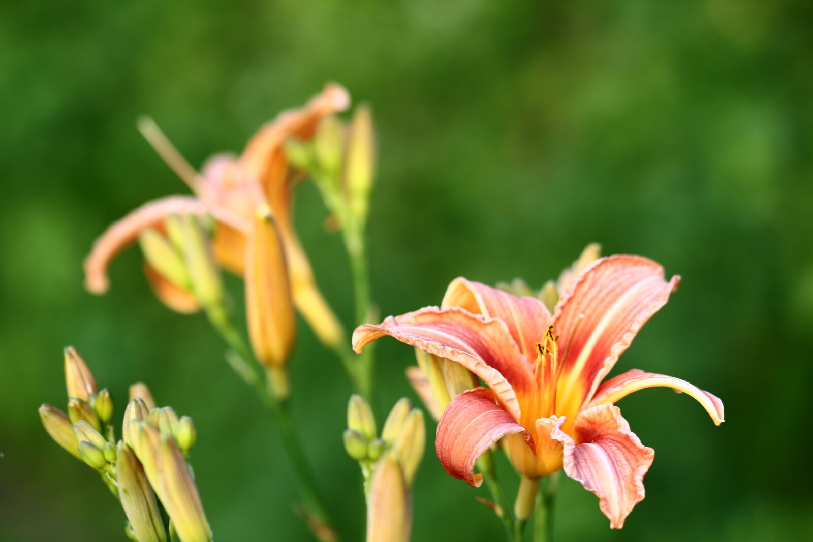 Canon EOS 700D (EOS Rebel T5i / EOS Kiss X7i) sample photo. Lily, lilies, flower photography