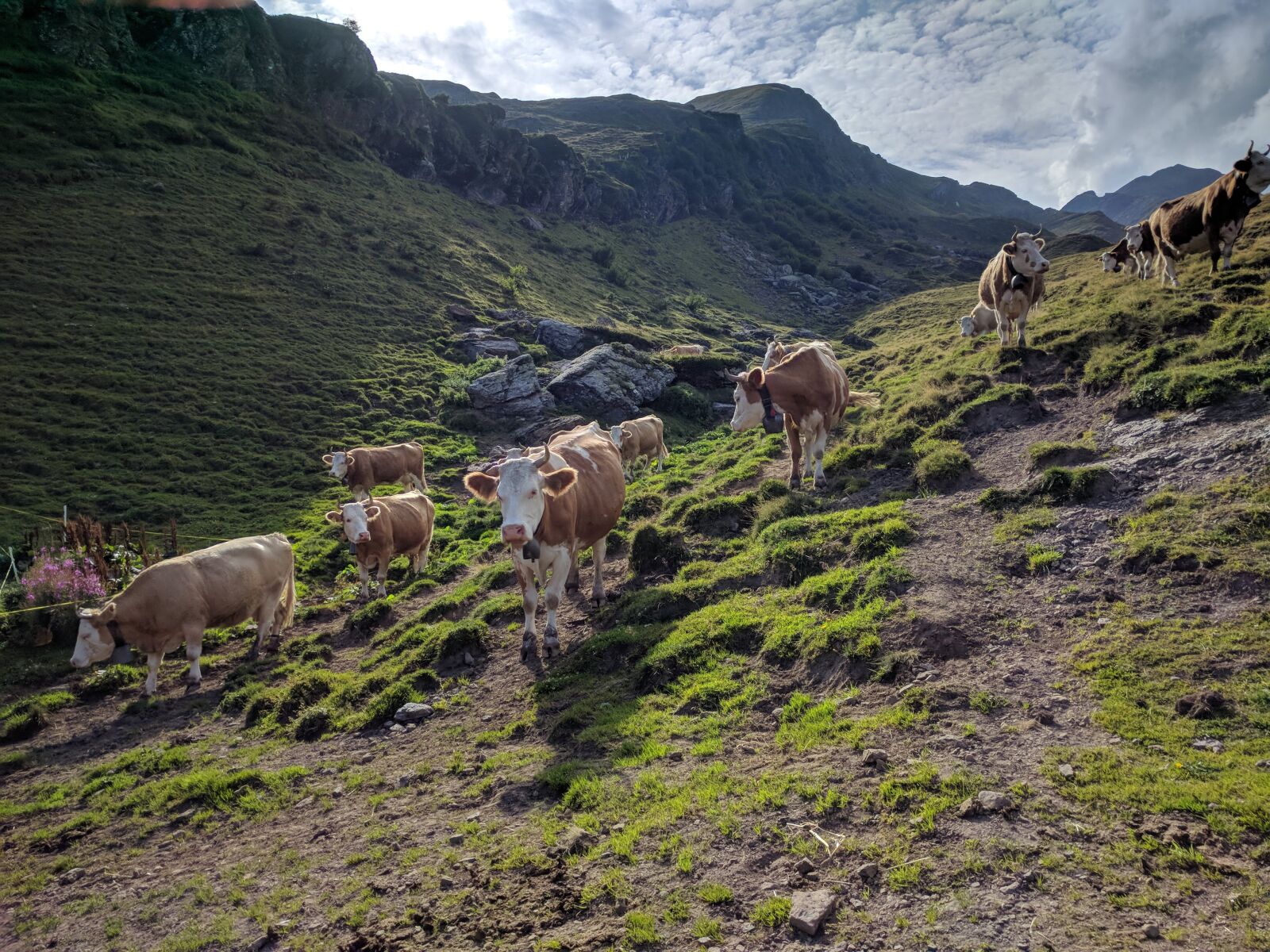 Google Nexus 6P sample photo. Switzerland, cows, alpine photography