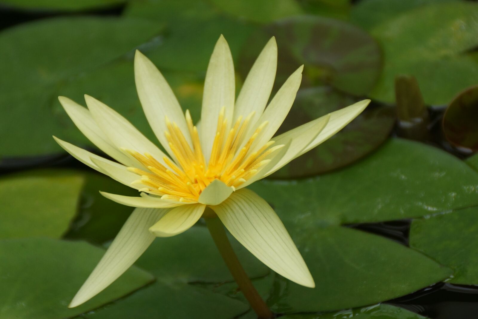 Sony DT 18-250mm F3.5-6.3 sample photo. Flower, nature, leaf photography