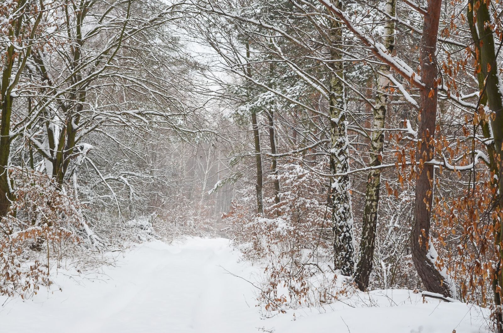 Nikon D5100 sample photo. Winter, winter forest, snowy photography