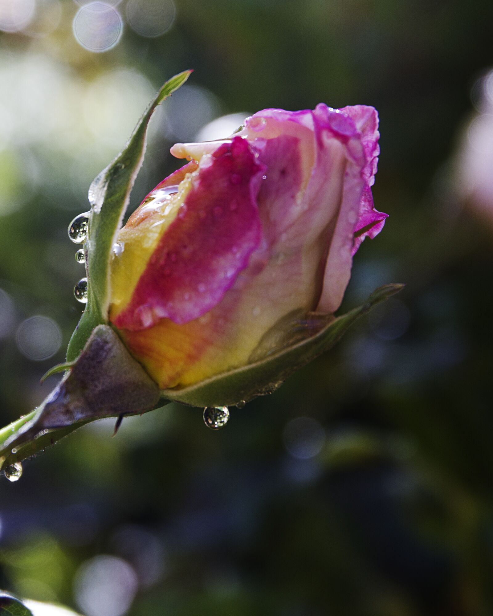 Canon EF 24-70mm F4L IS USM sample photo. Water drops, rose bud photography