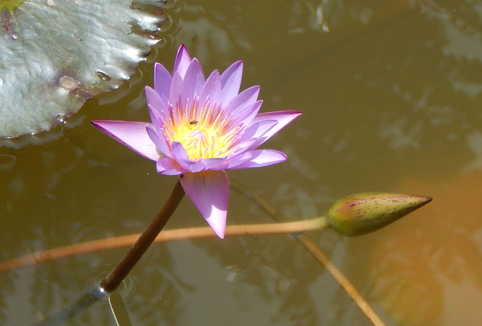 Nikon Coolpix L830 sample photo. Water lily, flower, purple photography