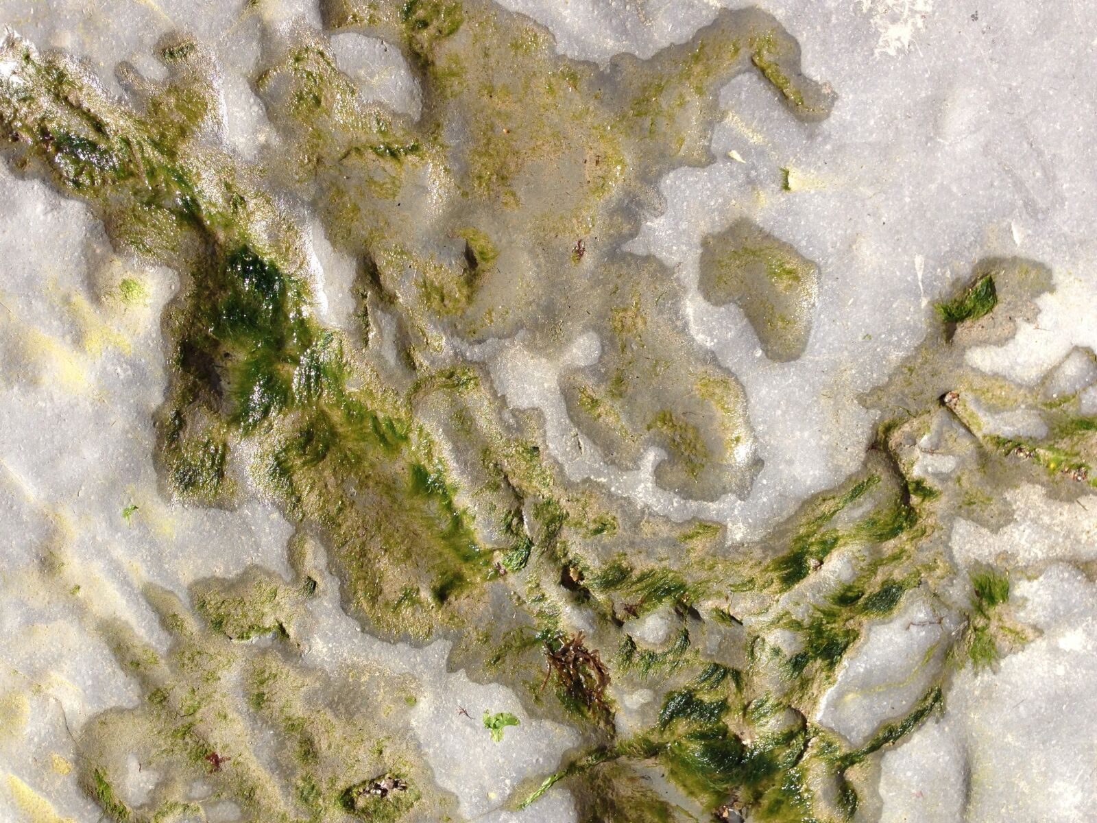 iPhone 5 back camera 4.12mm f/2.4 sample photo. Seaweed, sea, rock photography