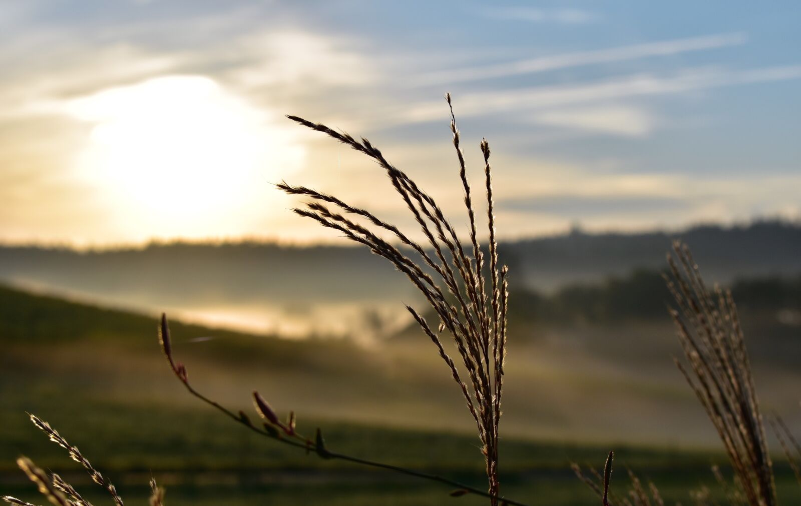 Nikon D5500 sample photo. Grasses, nature, backlighting photography