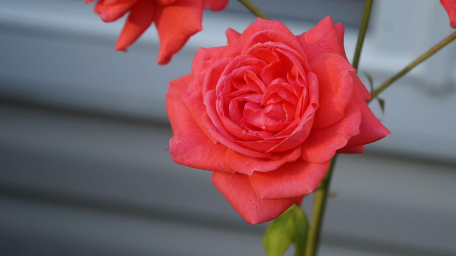 Sony Alpha a3000 + Sony E 18-55mm F3.5-5.6 OSS sample photo. Rose, bloom, flower photography
