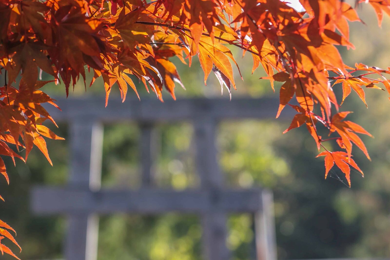 Canon EOS 1100D (EOS Rebel T3 / EOS Kiss X50) sample photo. Leaf, nature, tree, autumn photography