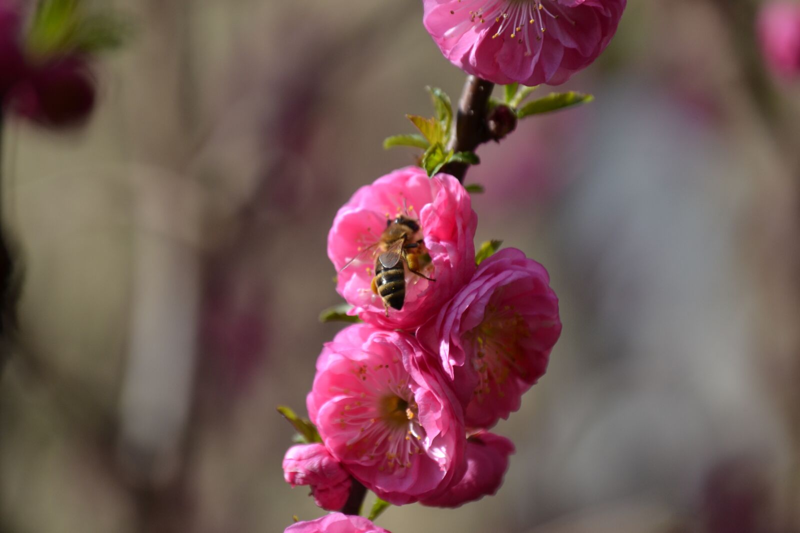 Nikon D3100 sample photo. Flowers, tree, branch photography