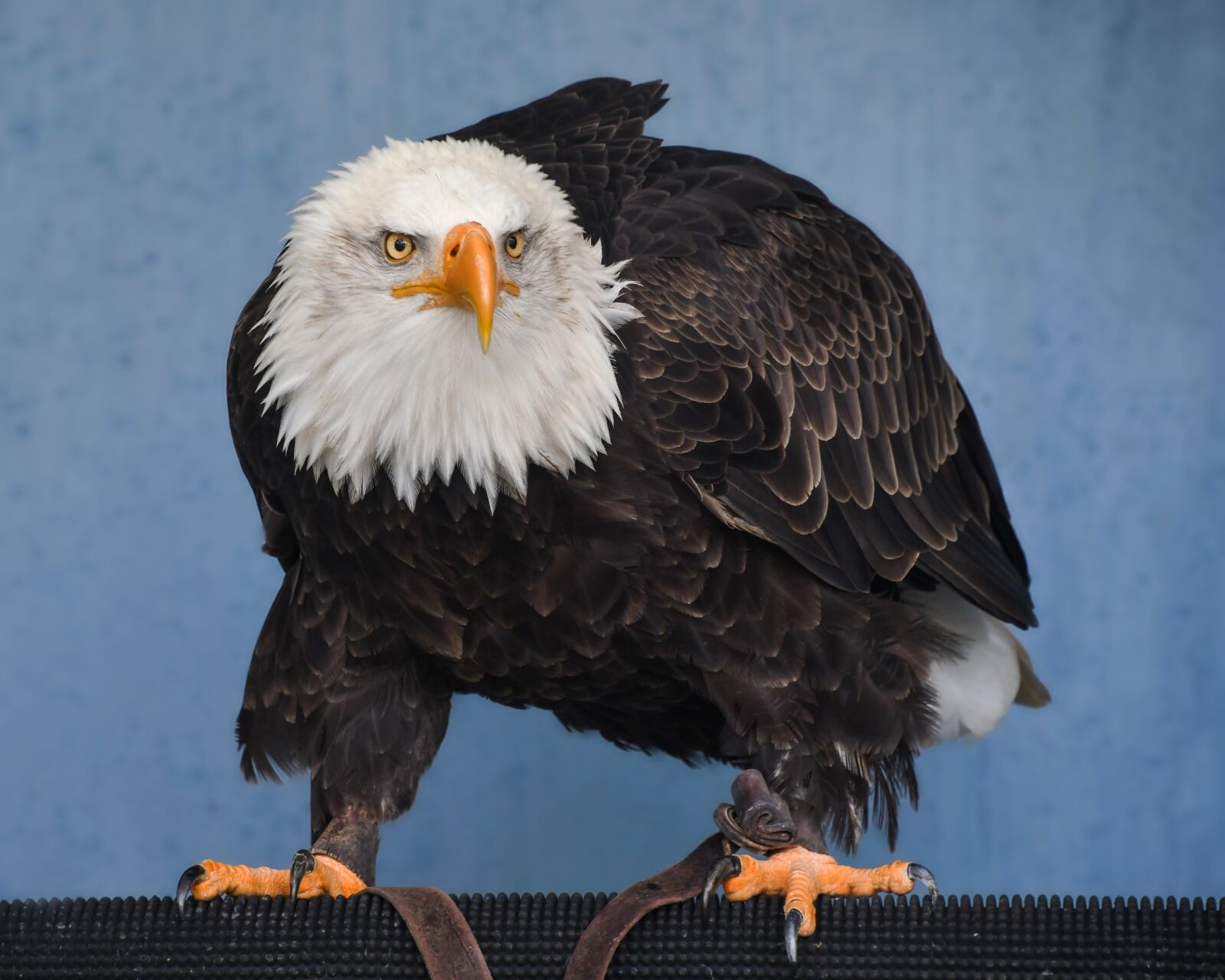 Nikon D500 sample photo. Bald eagle, raptor, eagle photography