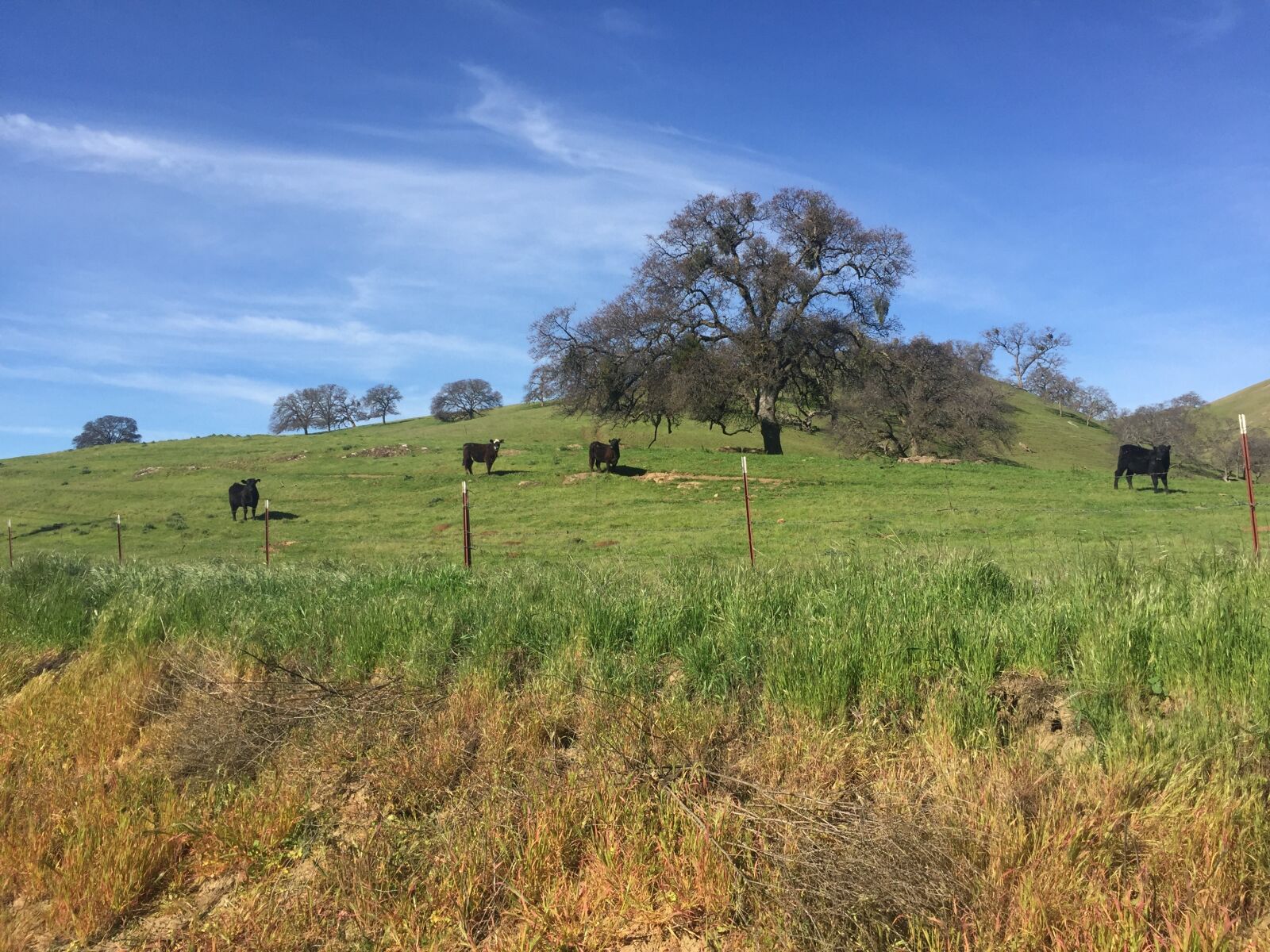 Apple iPhone 6 sample photo. Landscape, green, tree photography