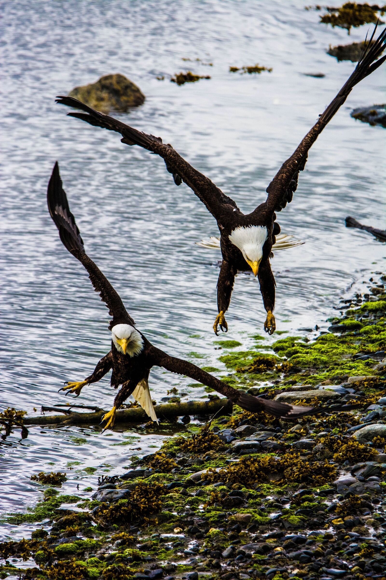 Nikon D7100 sample photo. Eagle, bald, flying photography