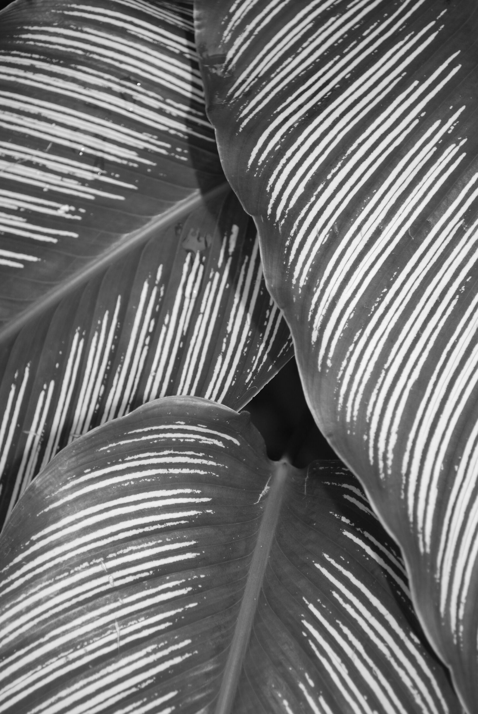 Nikon D60 sample photo. Leaf, garden, plant photography