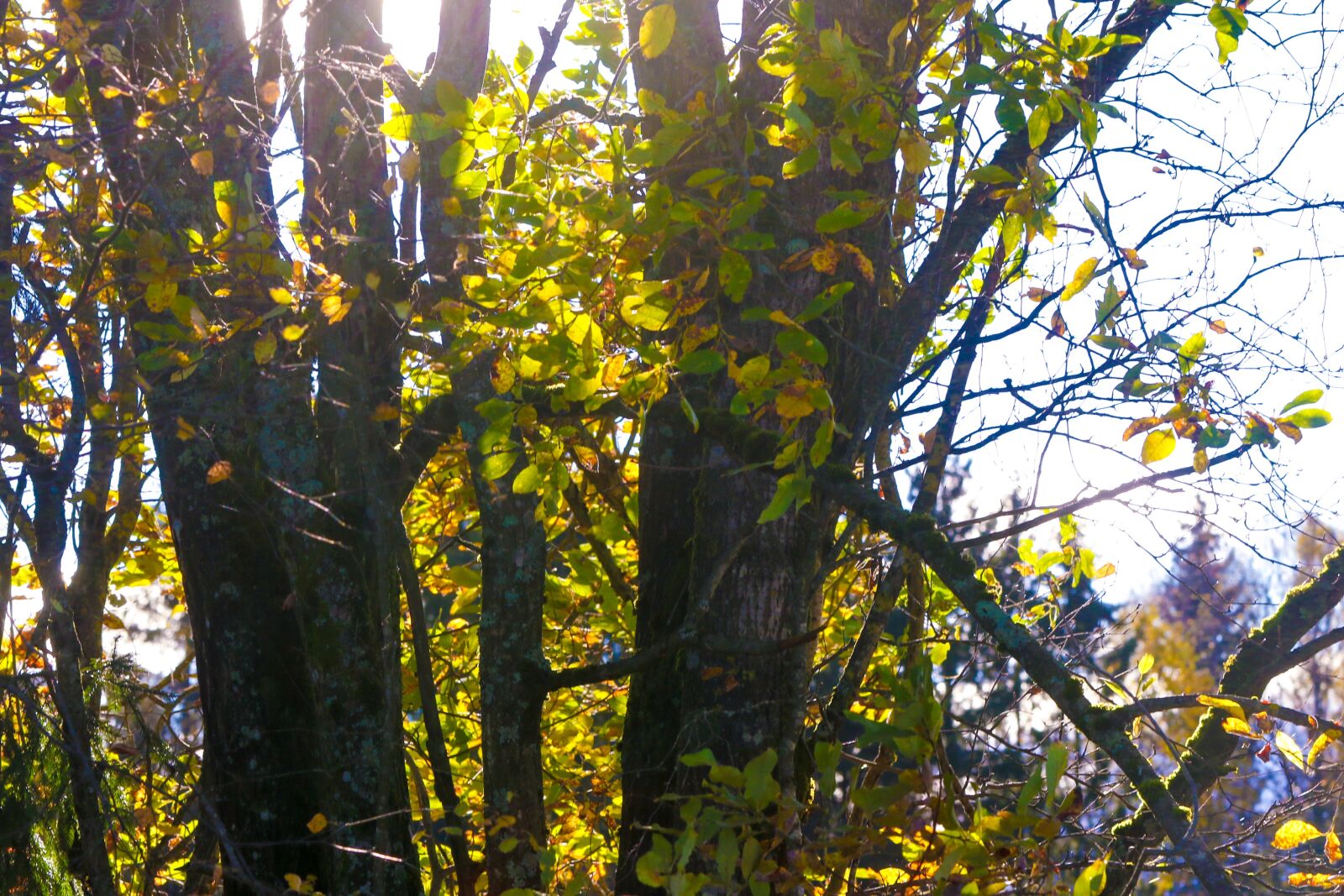Canon EOS 7D Mark II sample photo. Landscape, trees, nature photography