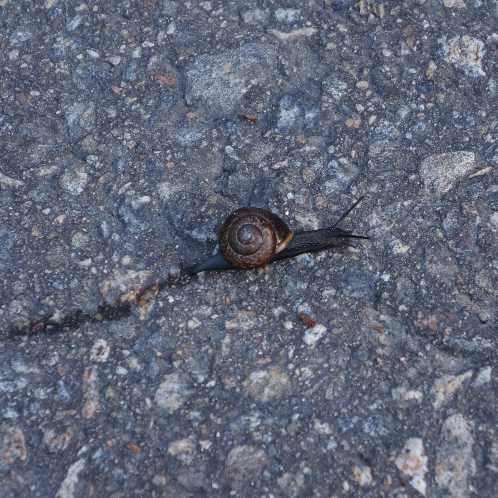 Sony Alpha NEX-7 sample photo. Conch, snail, mollusc photography