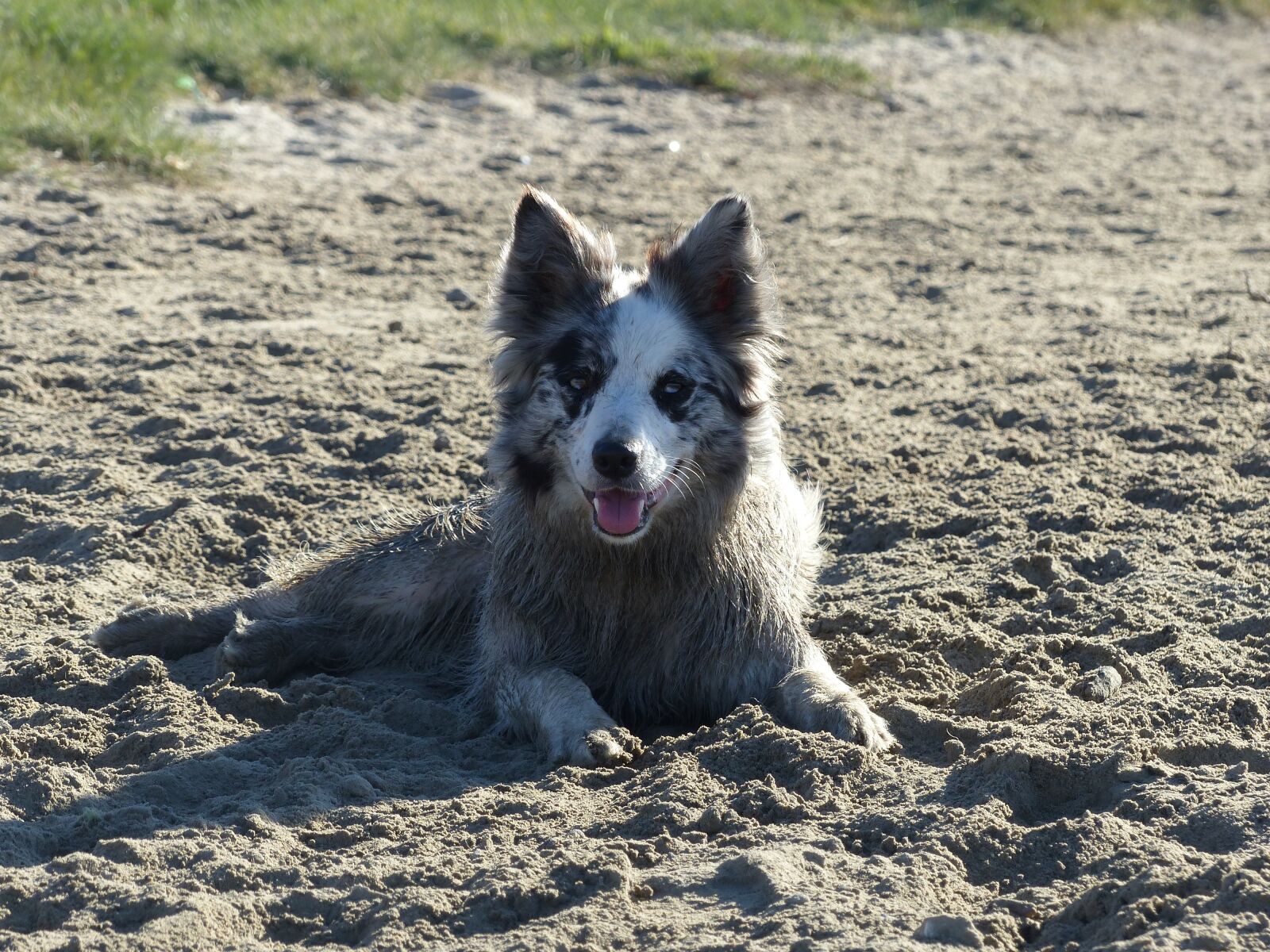Panasonic Lumix DMC-FZ200 sample photo. Dog, dogs, animal photography