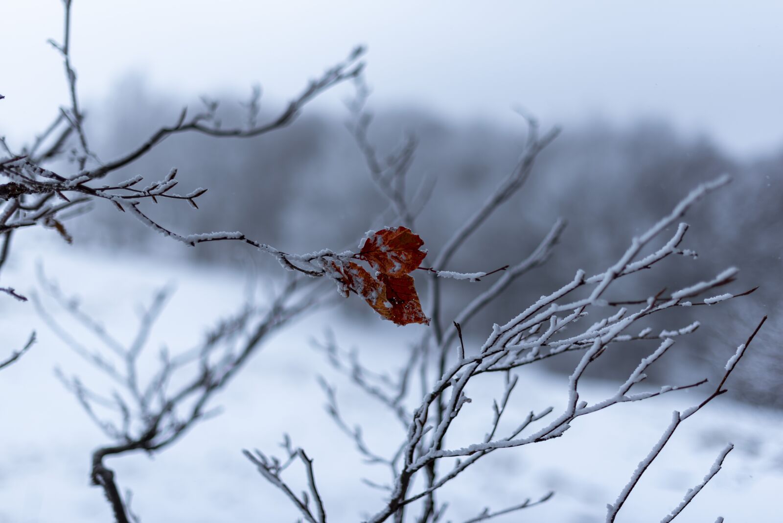 Nikon D750 sample photo. Winter, snow, nature photography