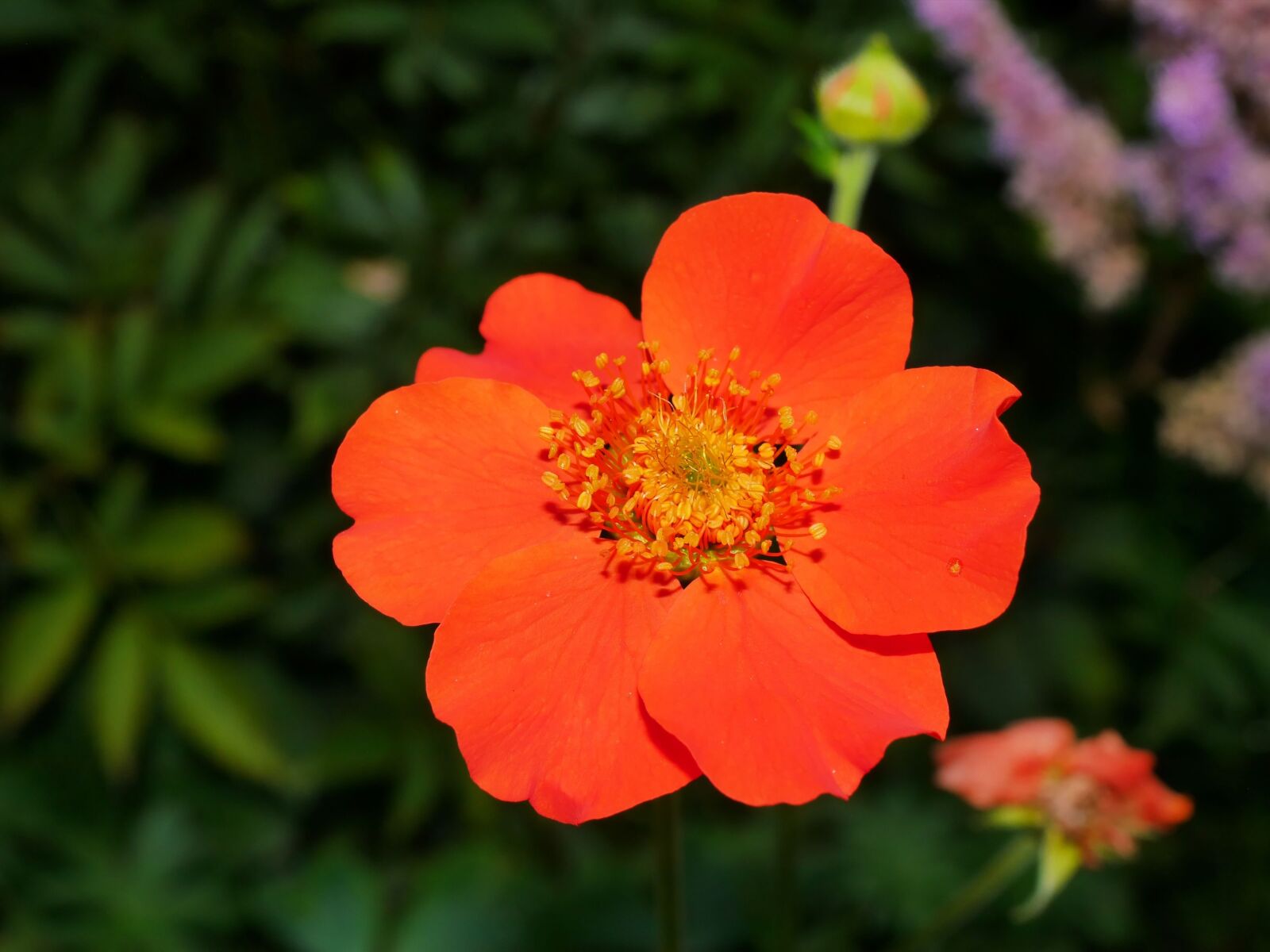 Panasonic Lumix DMC-G6 sample photo. Flower, blossom, bloom photography