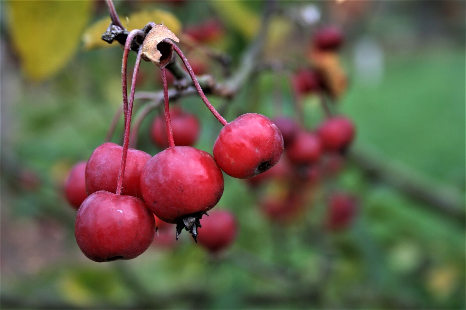 Canon EOS 350D (EOS Digital Rebel XT / EOS Kiss Digital N) sample photo. Fruit, nature, food photography