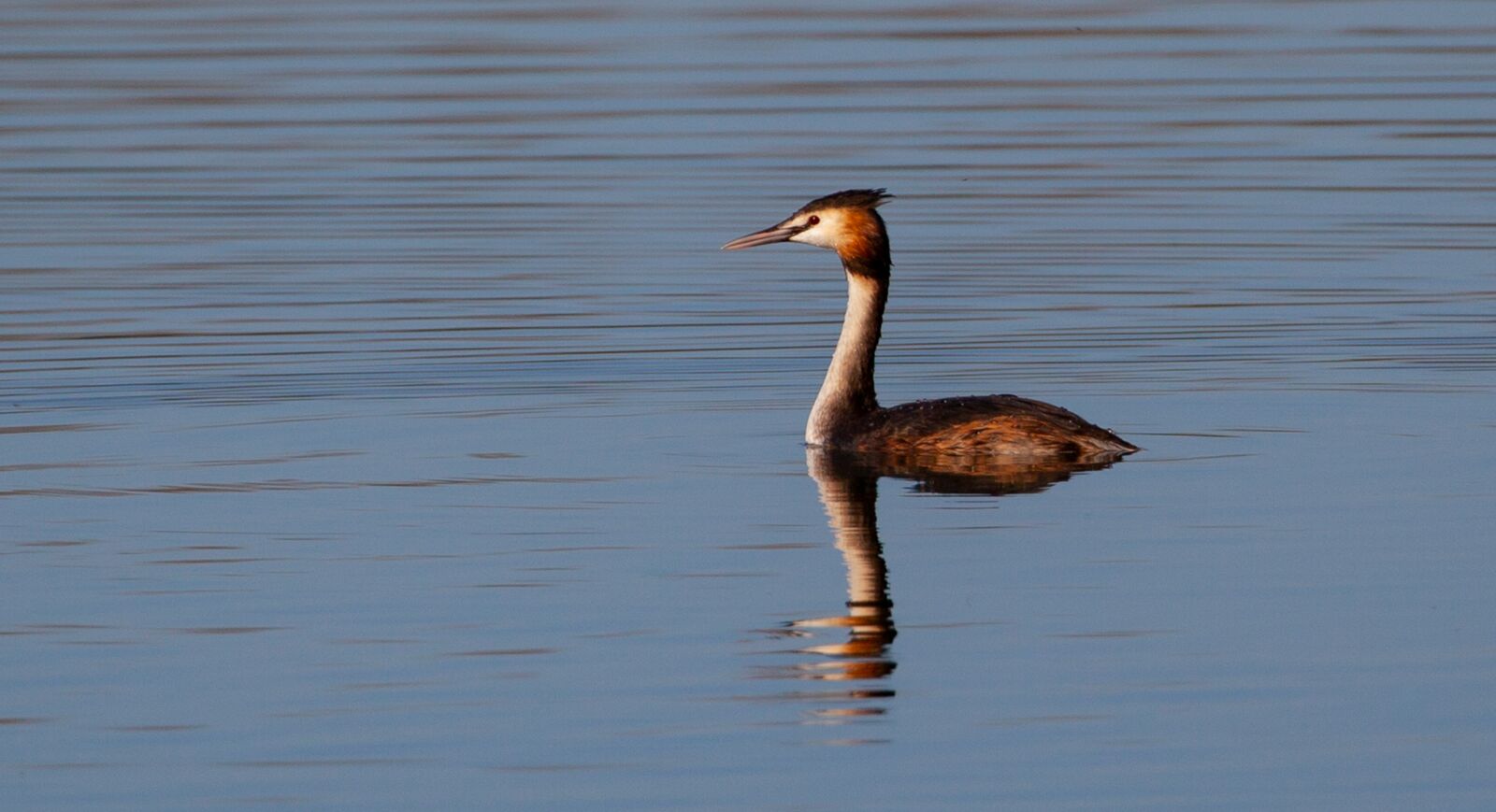 Canon EOS 5D Mark II sample photo. Great crested grebe, grebe photography