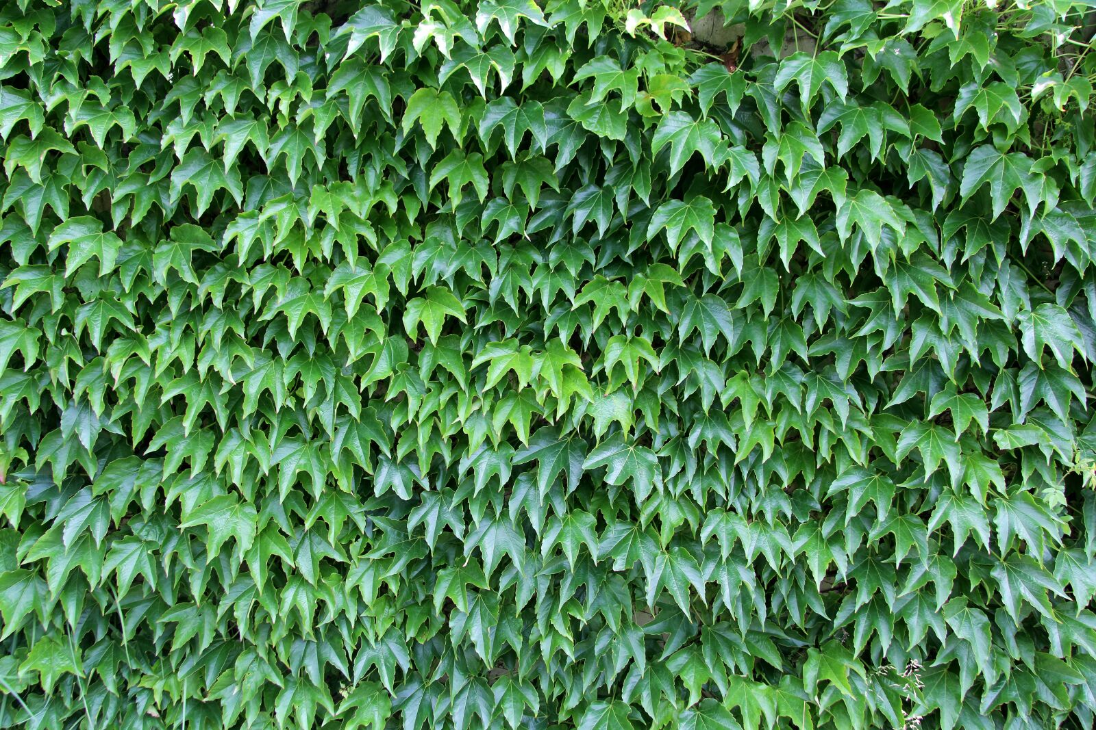 Canon EF-S 17-85mm F4-5.6 IS USM sample photo. Letter, background, nature photography
