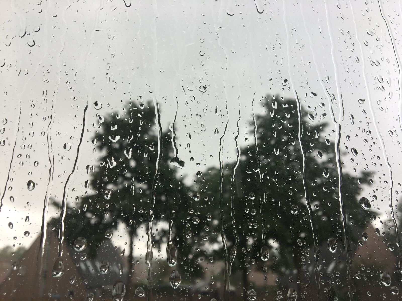 iPhone 6s back camera 4.15mm f/2.2 sample photo. Netherlands, rain, drops, rainy photography