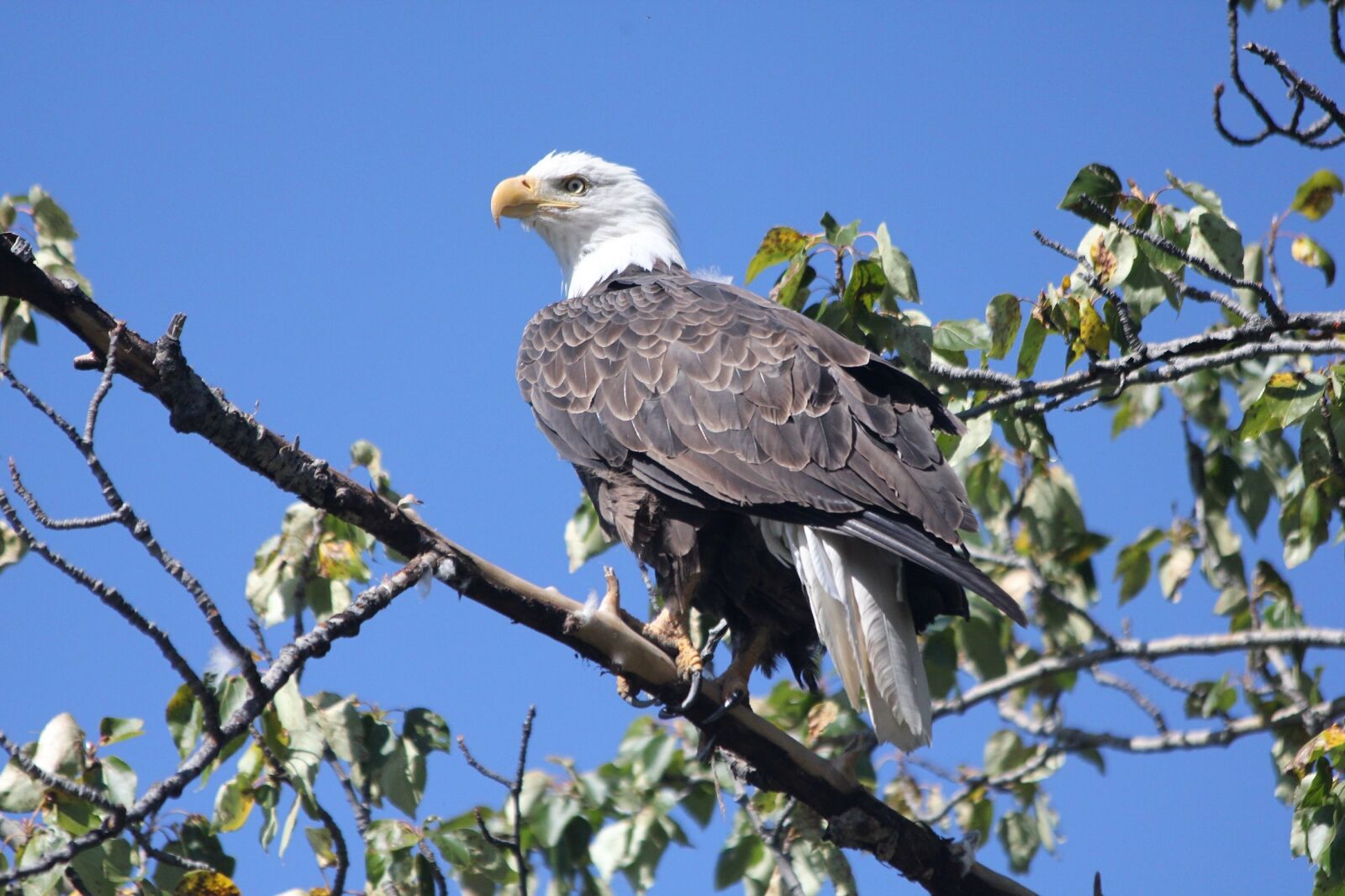 Canon EOS 550D (EOS Rebel T2i / EOS Kiss X4) sample photo. Bald eagle, perched, raptor photography