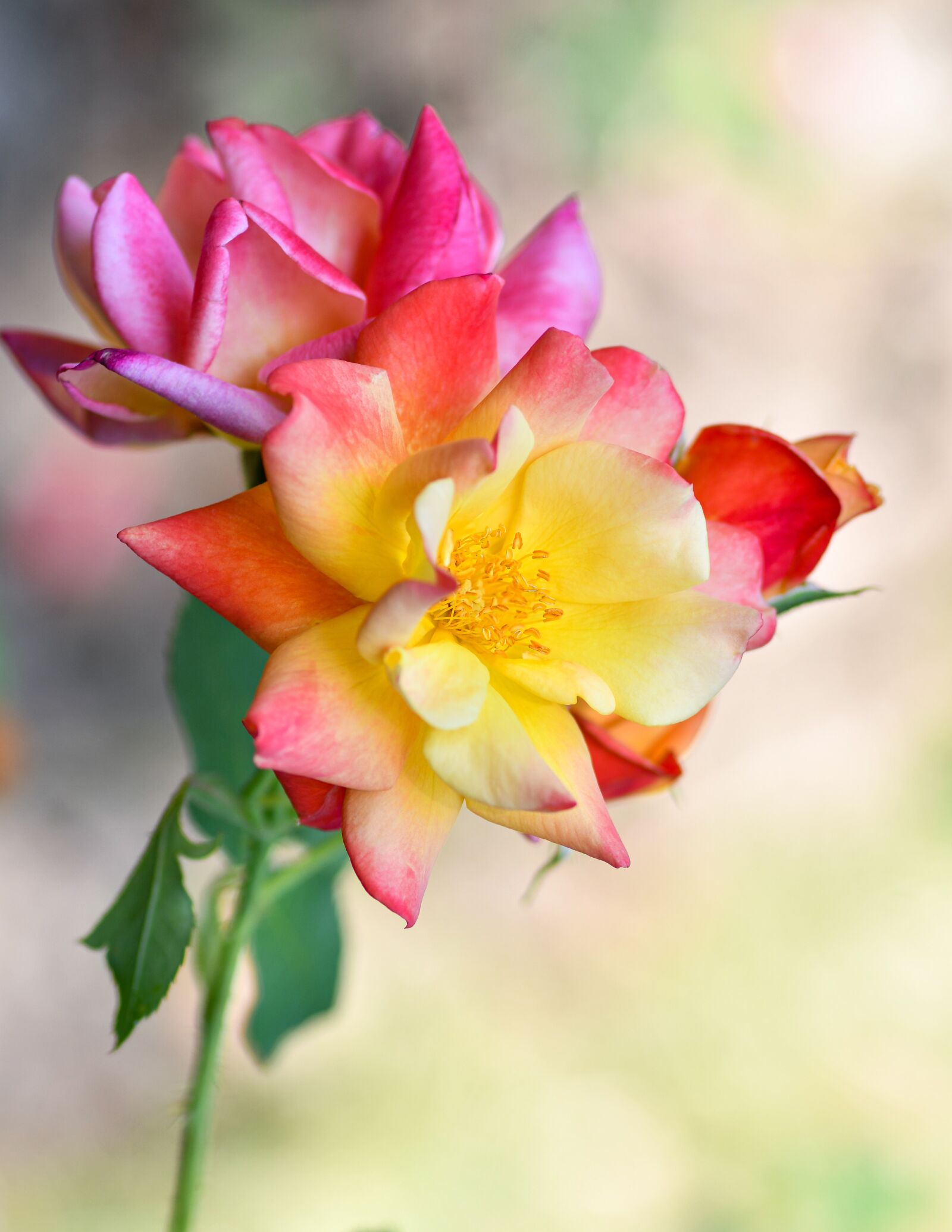 Nikon D500 sample photo. Roses, flowers, plant photography