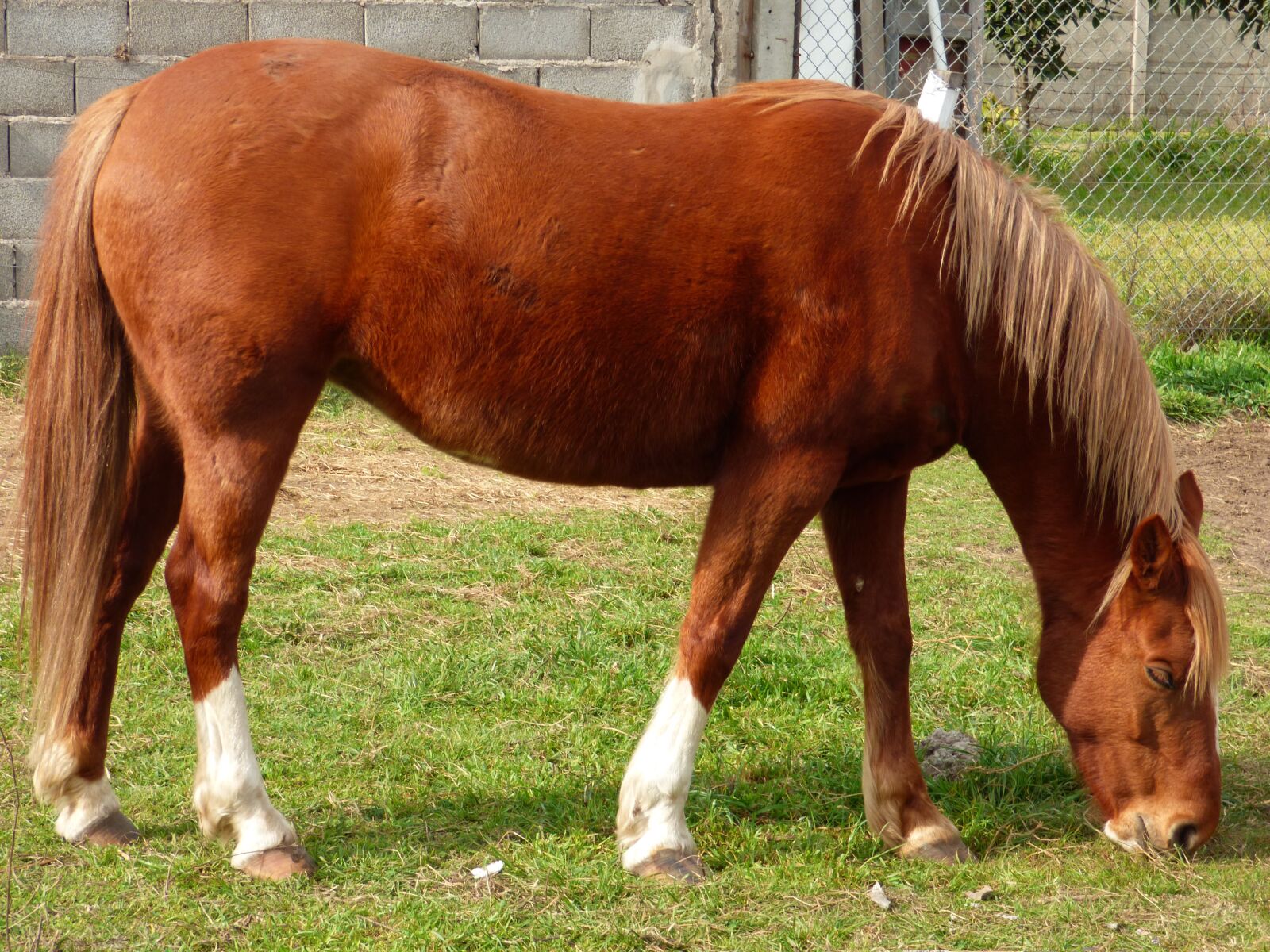Panasonic Lumix DMC-FZ70 sample photo. Equine, horse, eating photography