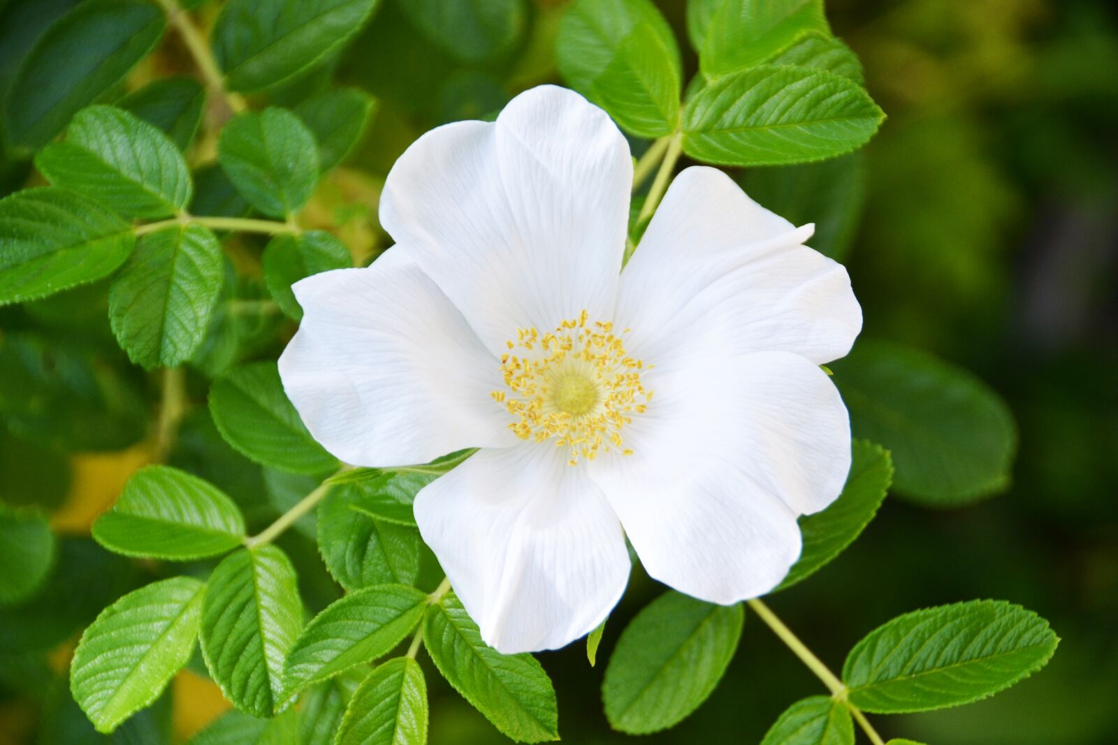 Nikon D3100 sample photo. Flower, white, nature photography