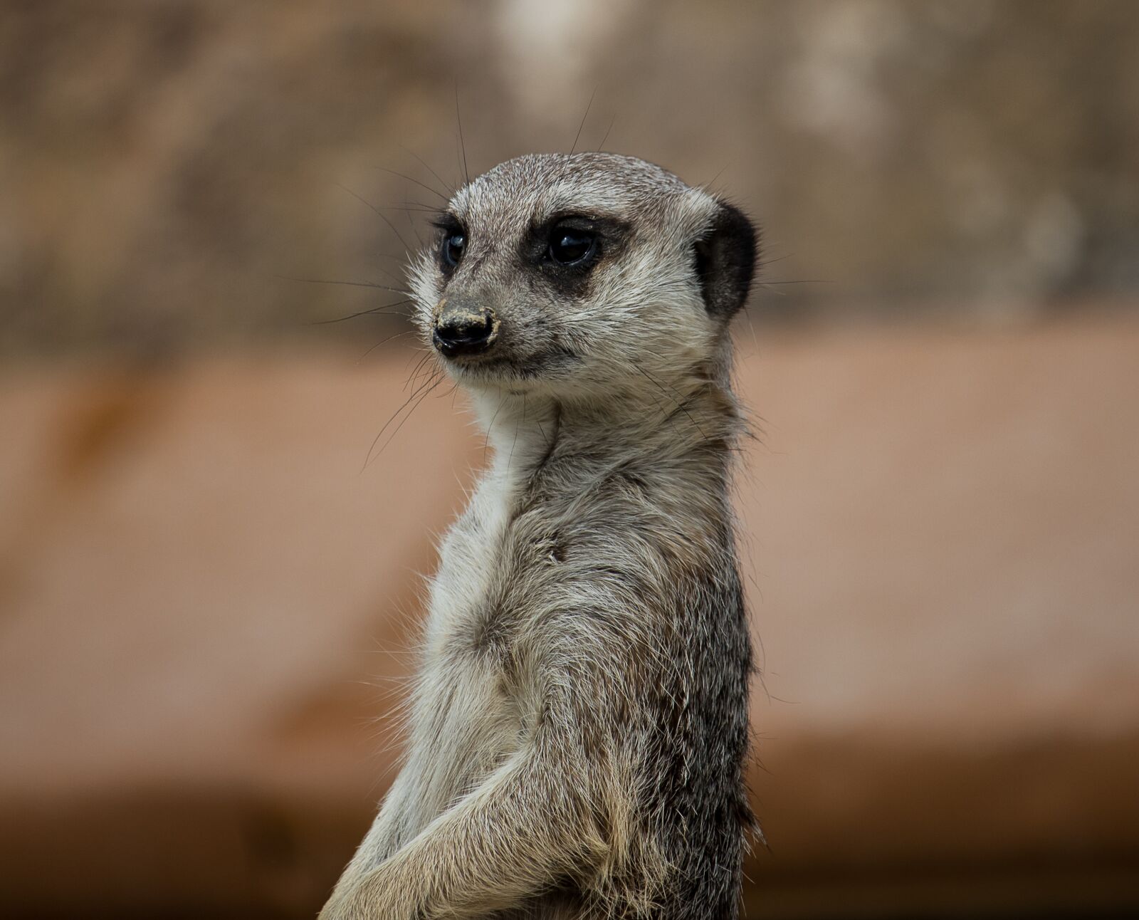 Canon EF-S 55-250mm F4-5.6 IS STM sample photo. Meerkat, animal, mammal photography