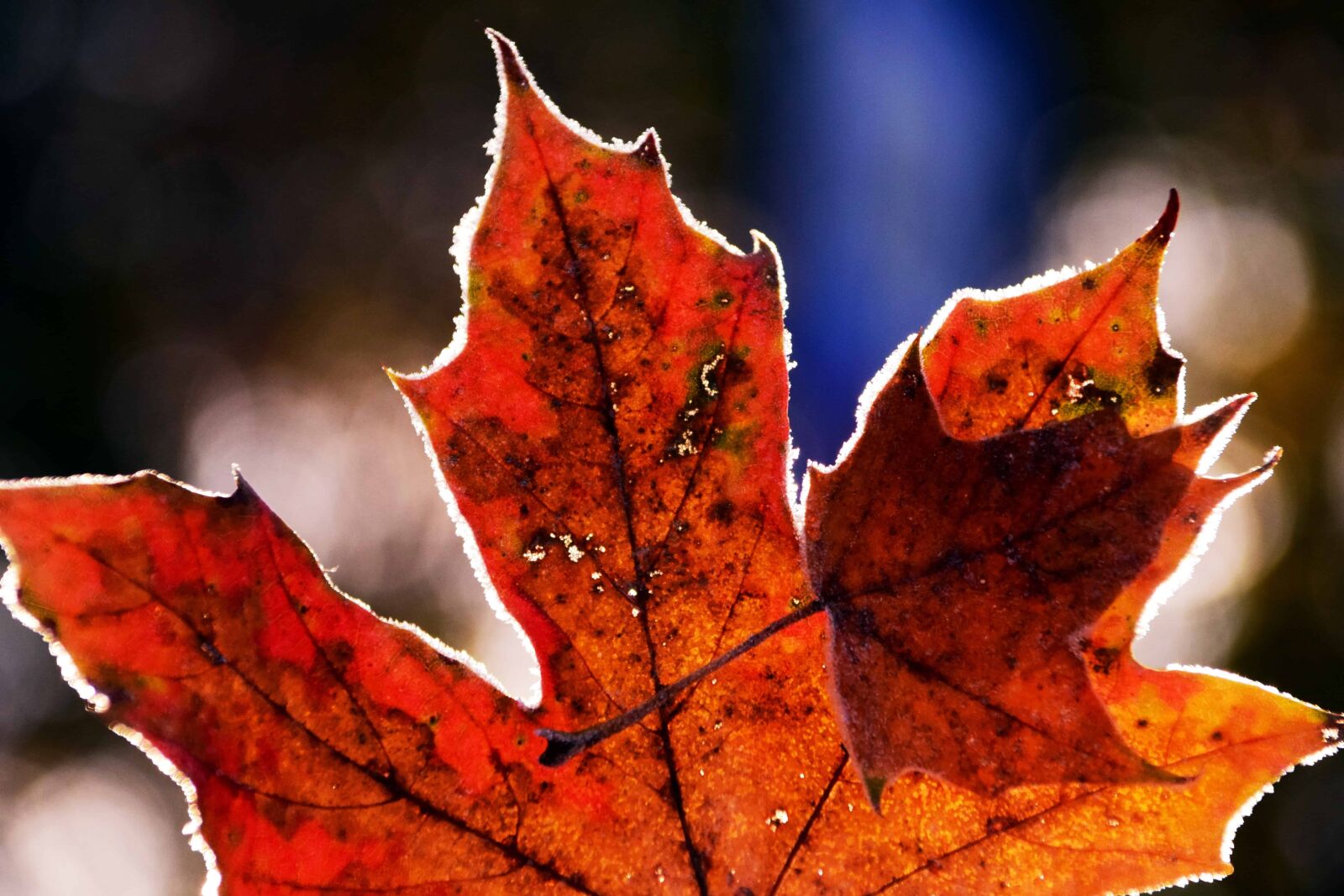 Nikon D3300 sample photo. Leaf, flora, macro, daylight photography
