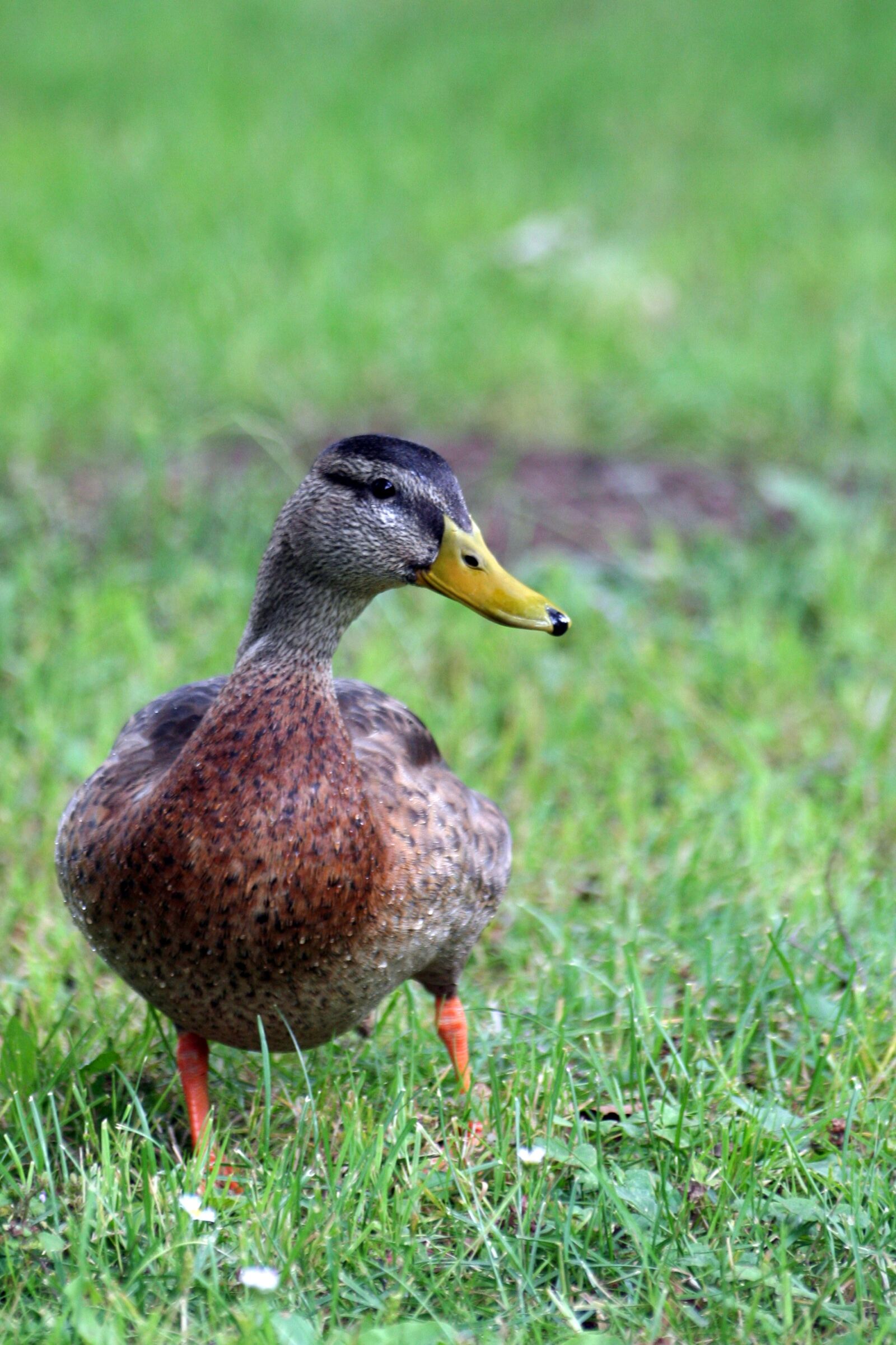 Canon EOS 350D (EOS Digital Rebel XT / EOS Kiss Digital N) sample photo. Duck, bird, portrait photography