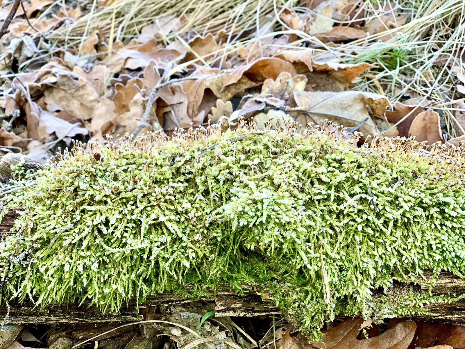 iPhone XS back dual camera 6mm f/2.4 sample photo. Forest, moss, frost on photography