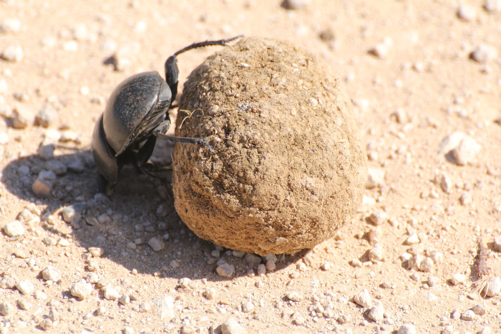 Canon EOS 60D sample photo. Dung beetle, south africa photography