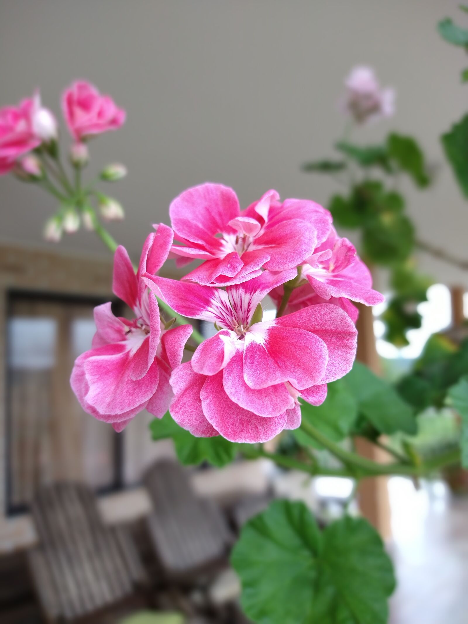 Motorola moto g(8) plus sample photo. Flower, farm, plant photography