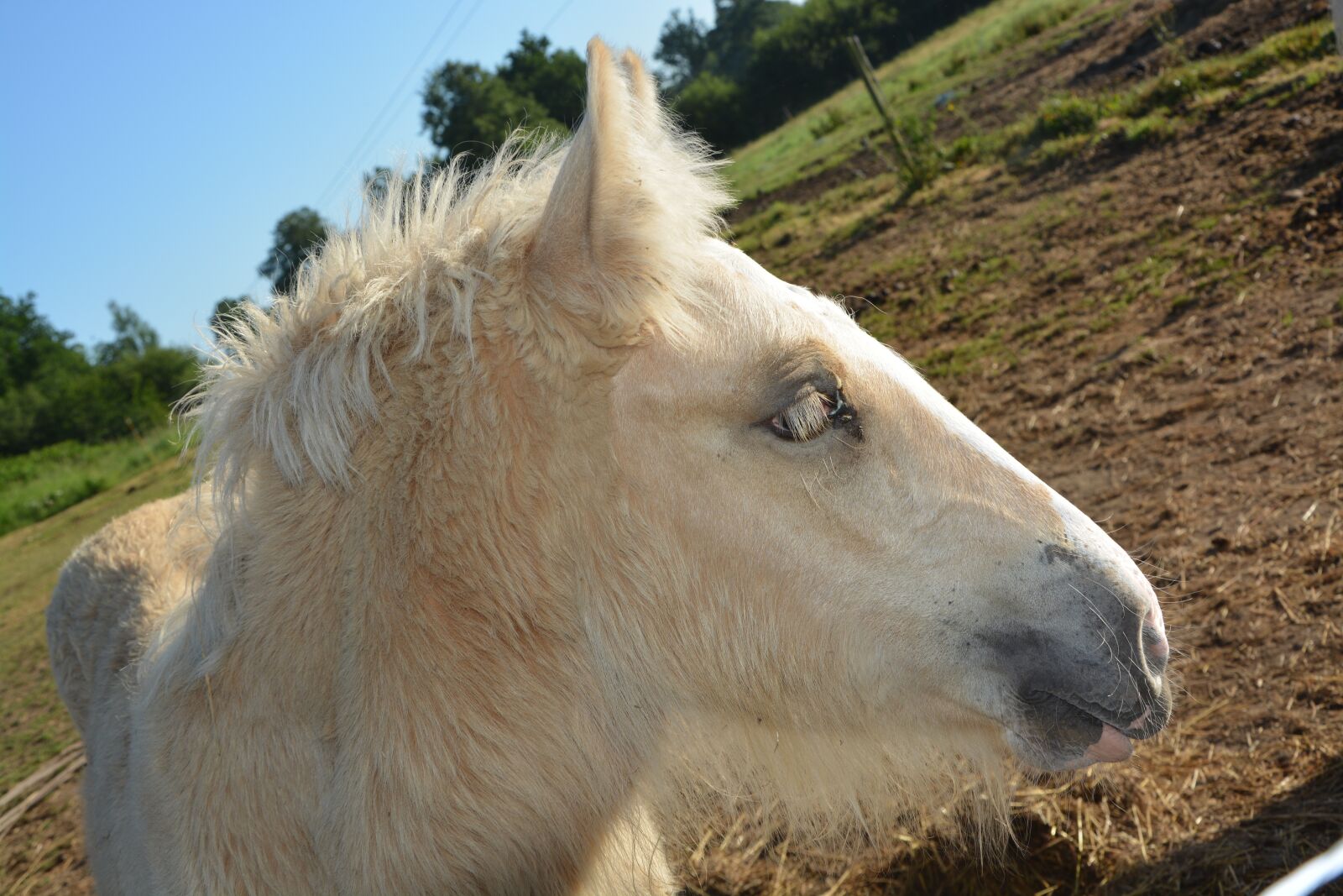 Nikon D5200 sample photo. Foal, horse, young photography