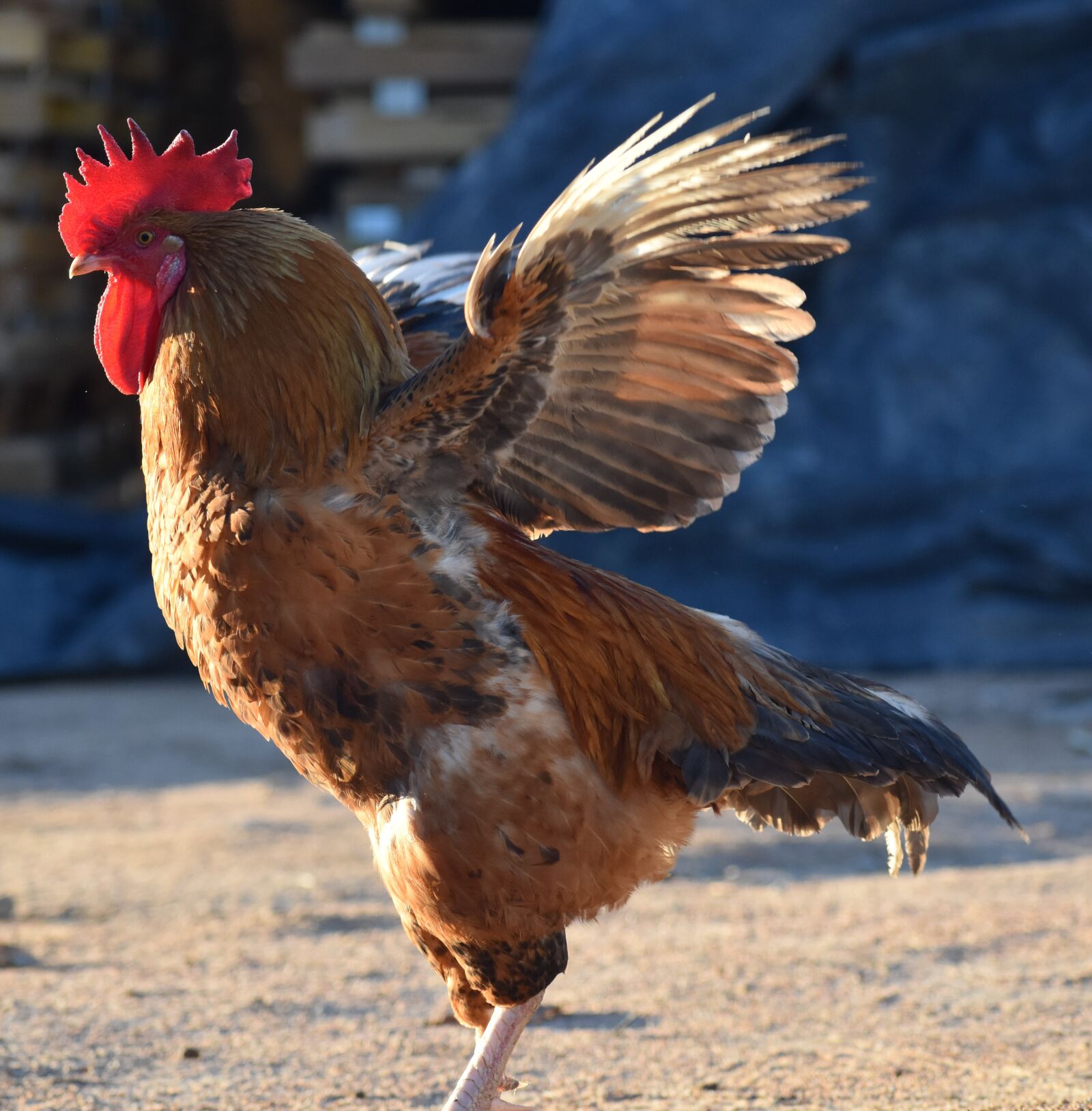 Nikon D5500 sample photo. Bird, poultry, feather photography
