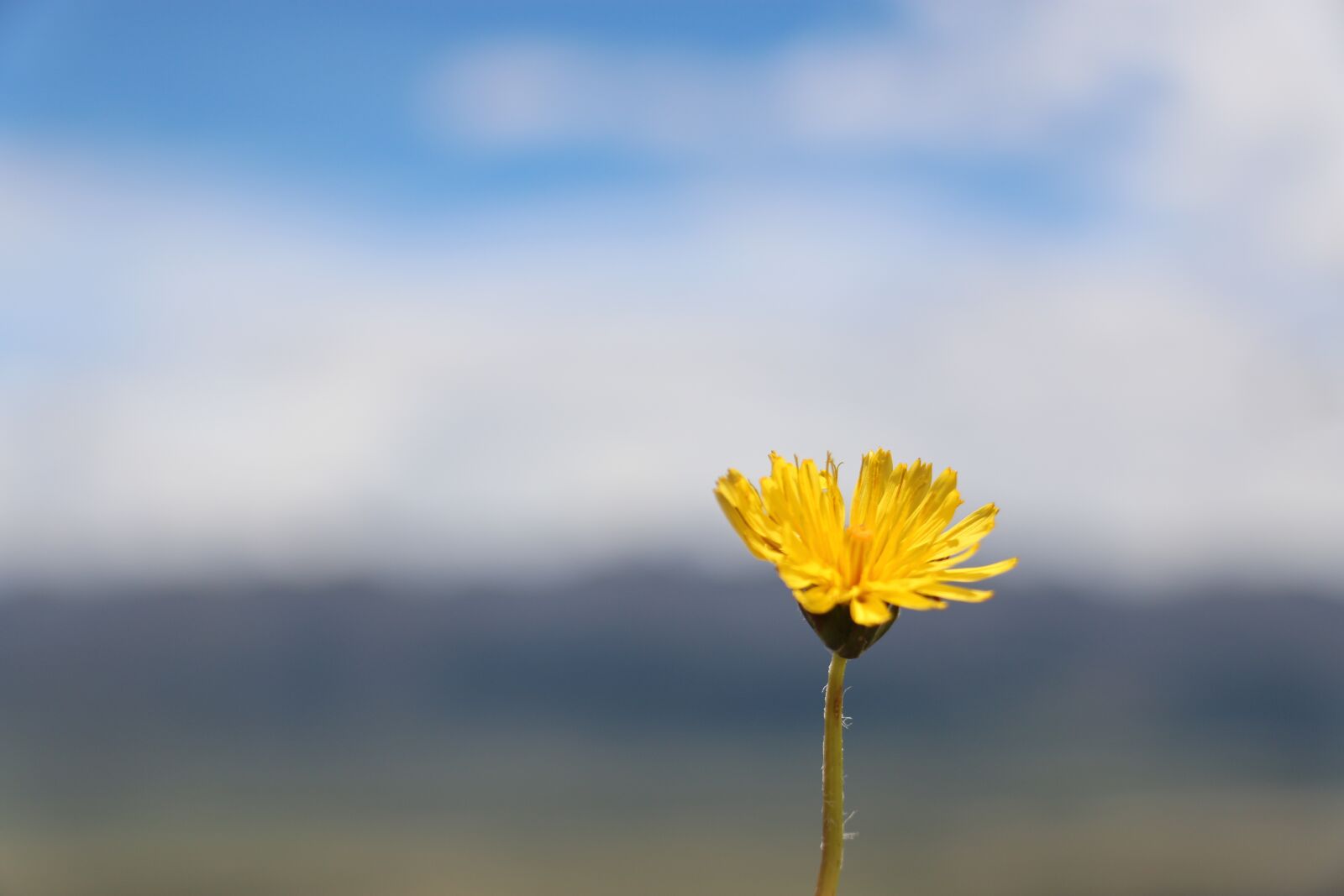 Canon EOS 70D sample photo. Tibet, tanggula, prairie wildflowers photography