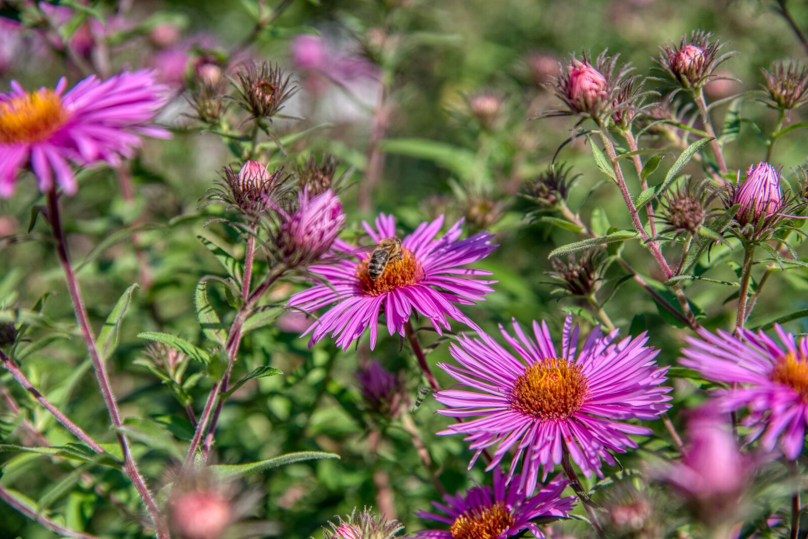 Nikon D750 sample photo. Asters, composites, asteraceae photography