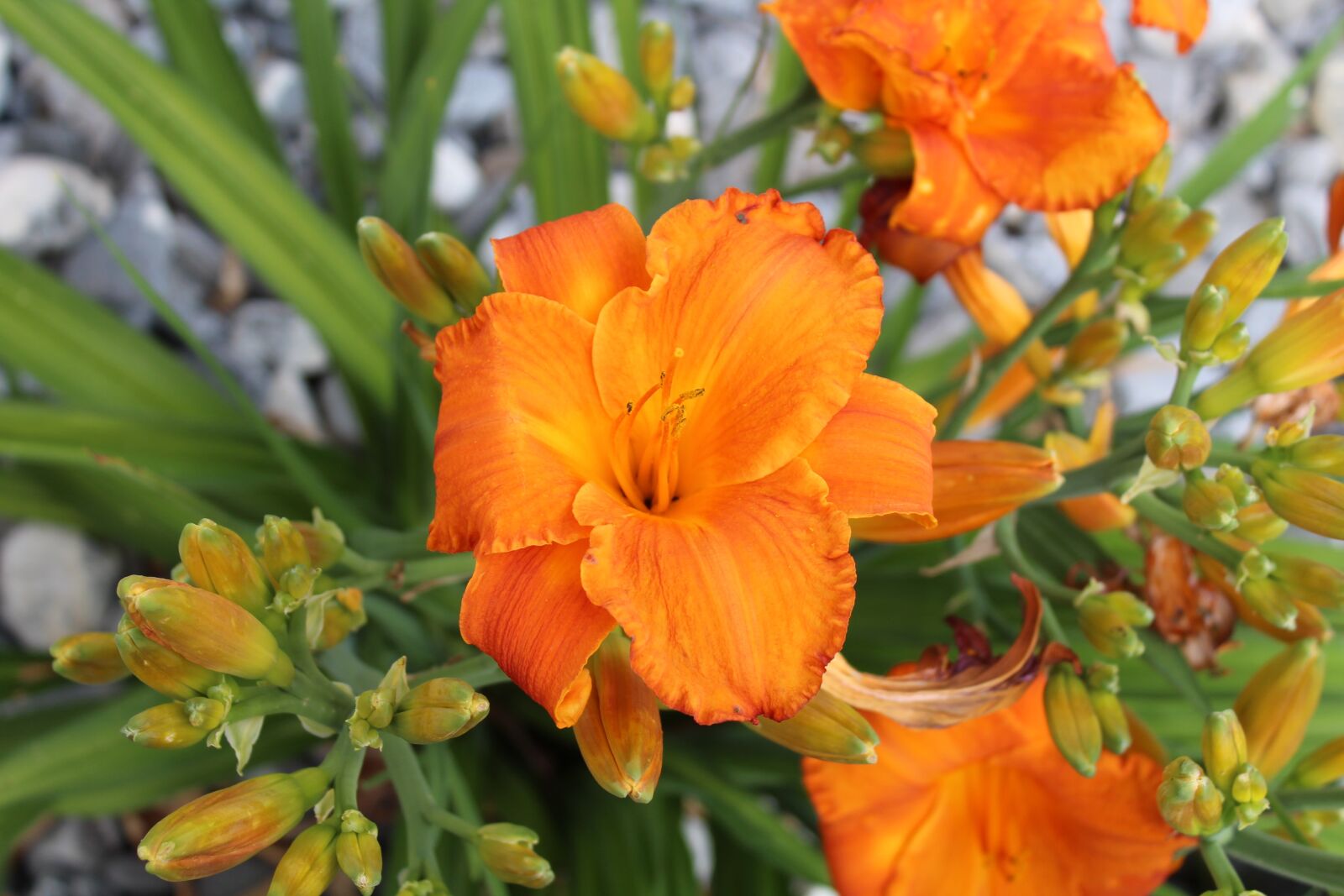 Canon EOS 1300D (EOS Rebel T6 / EOS Kiss X80) sample photo. Daylily, orange, blossom photography