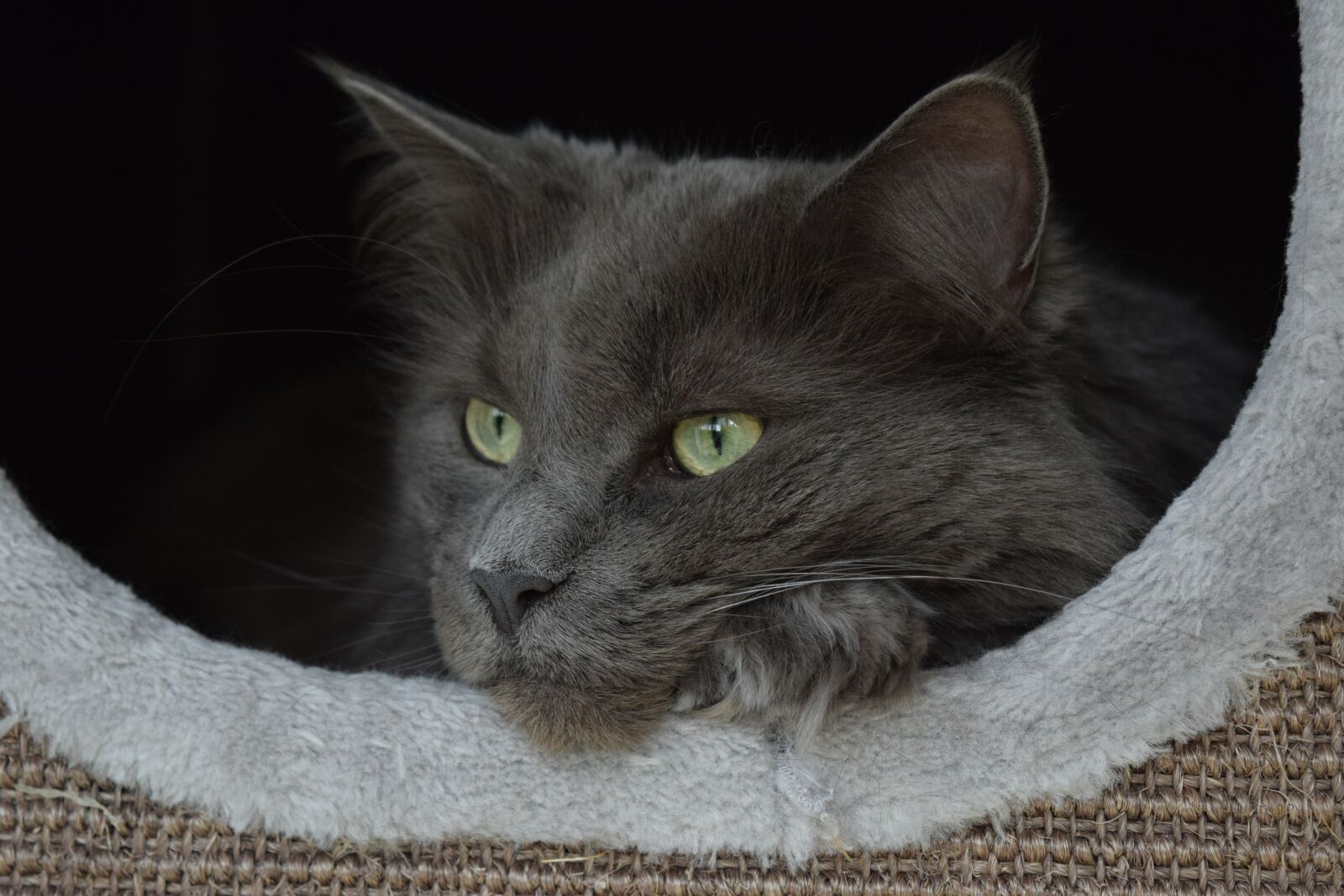 Nikon D5300 sample photo. Cat, maincoon, beauty photography